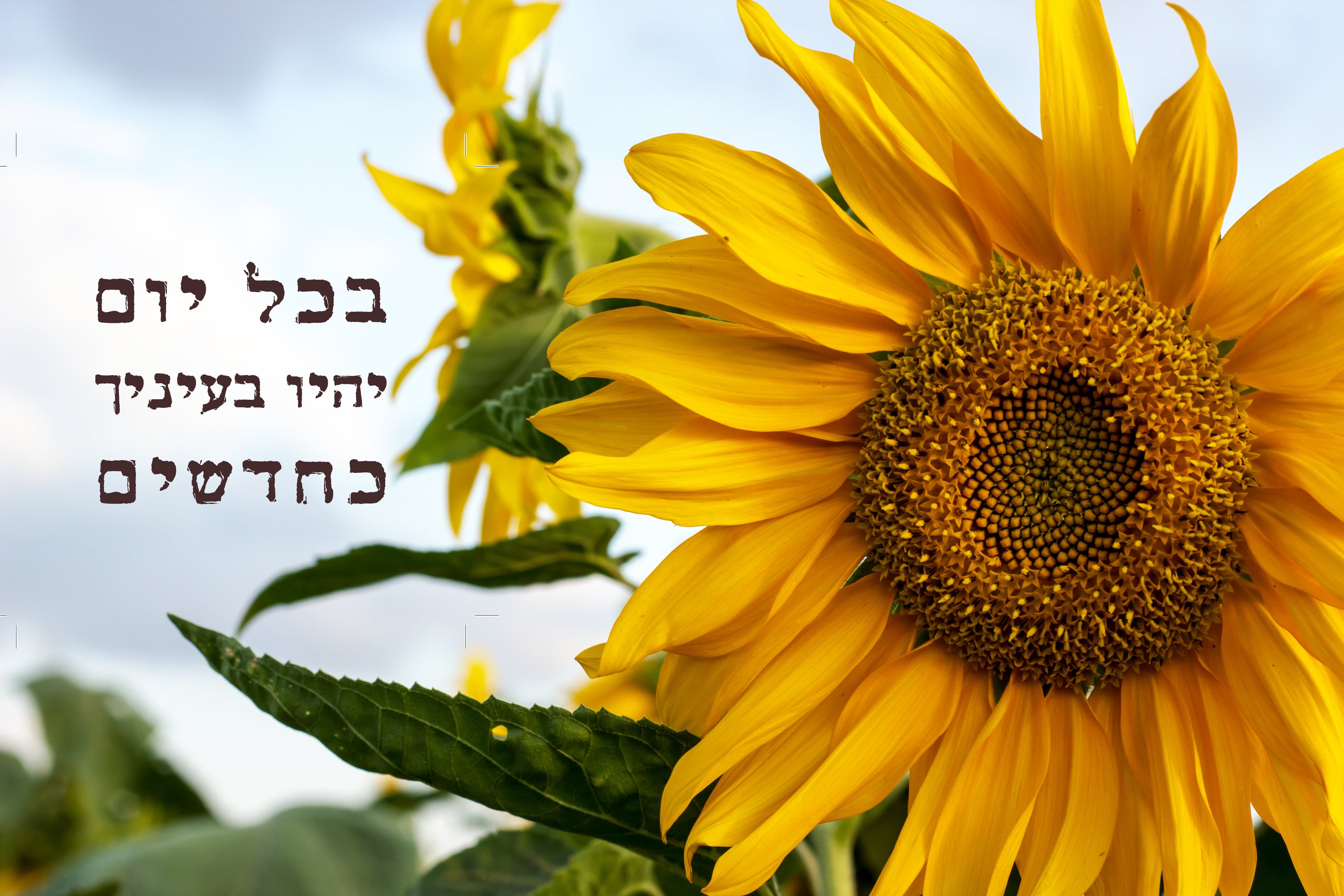 בכל יום יהיו בעיניך כחדשים