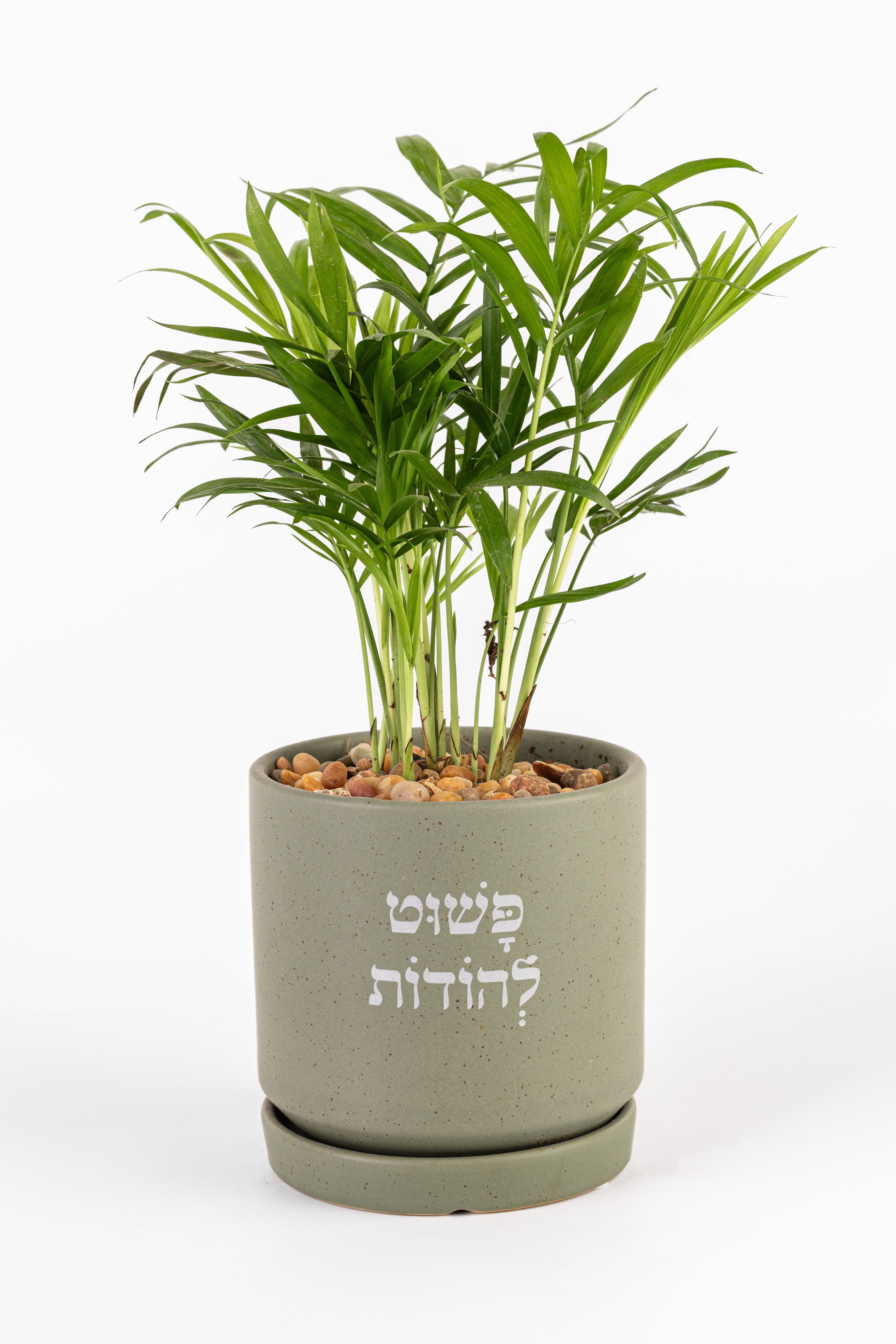 פשוט להודות 1