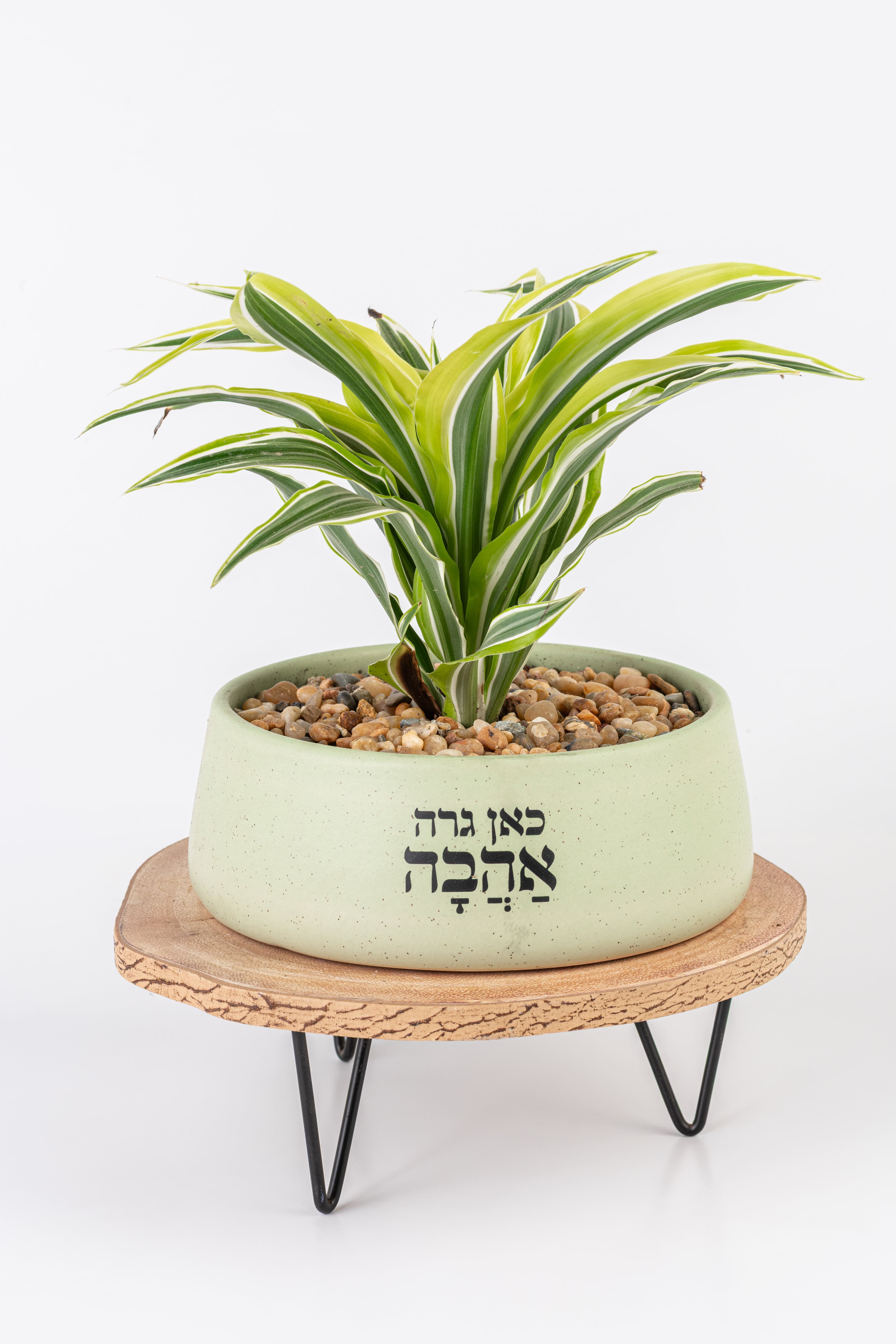 כאן גרה אהבה - אדניות 1
