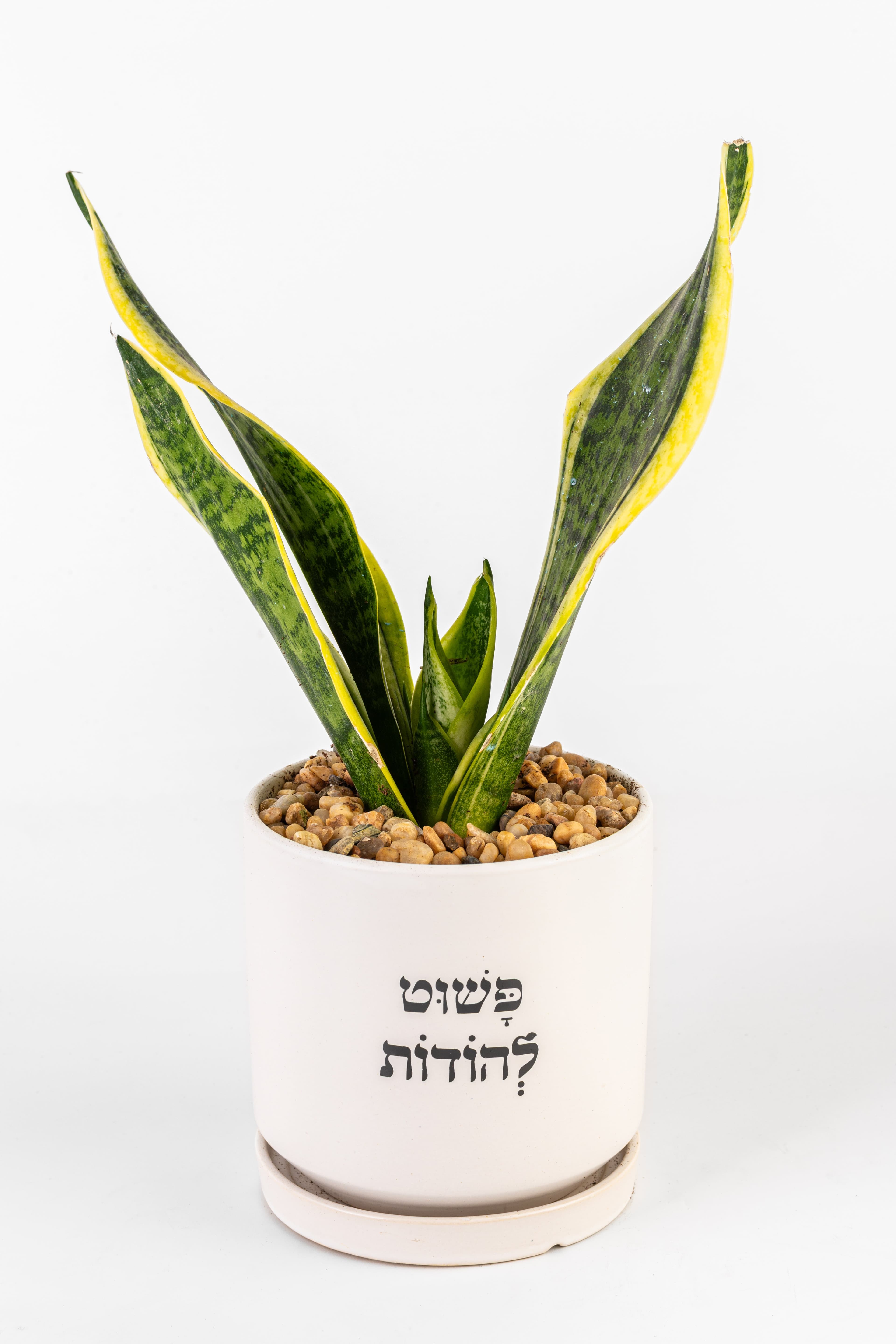 פשוט להודות