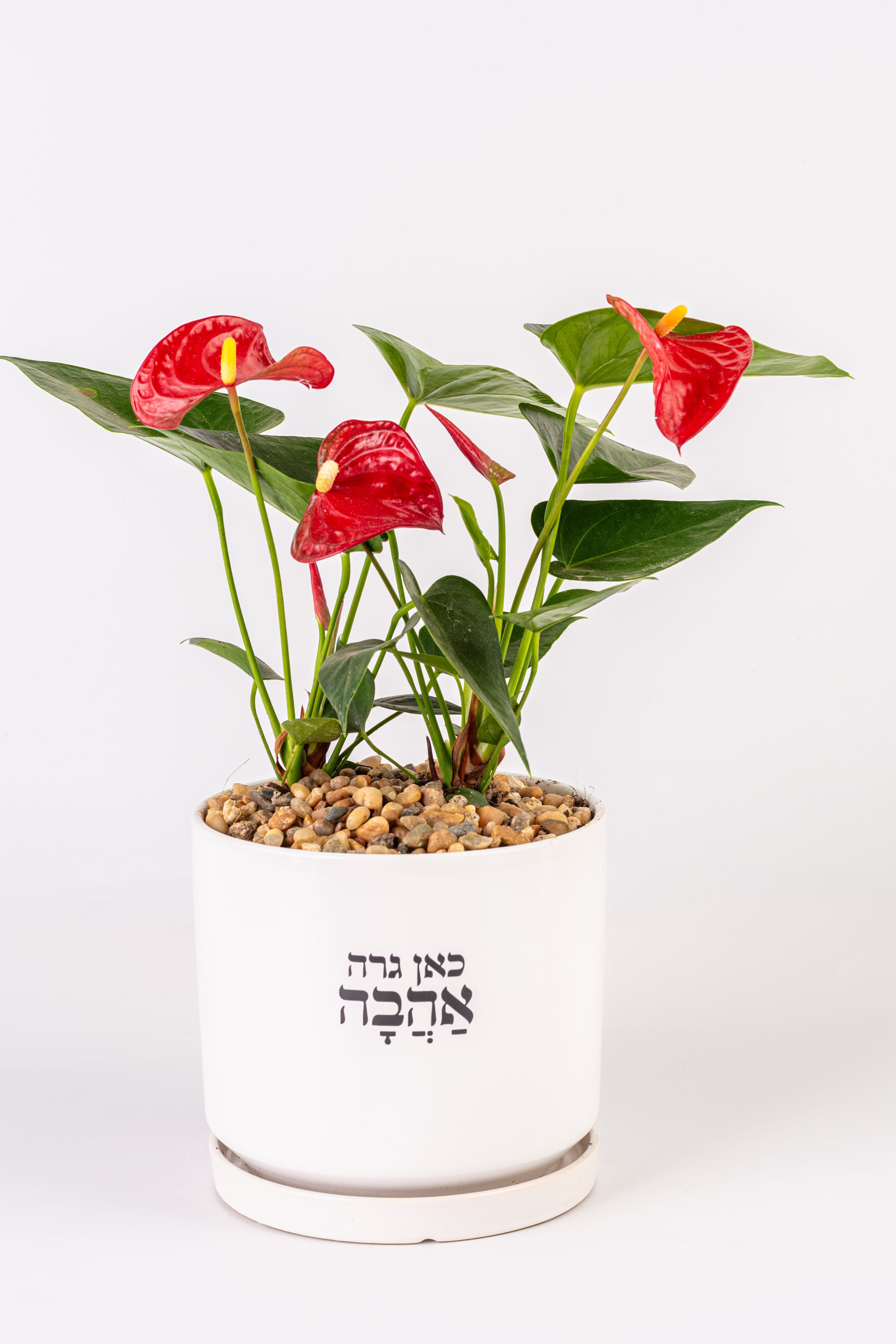 כאן גרה אהבה