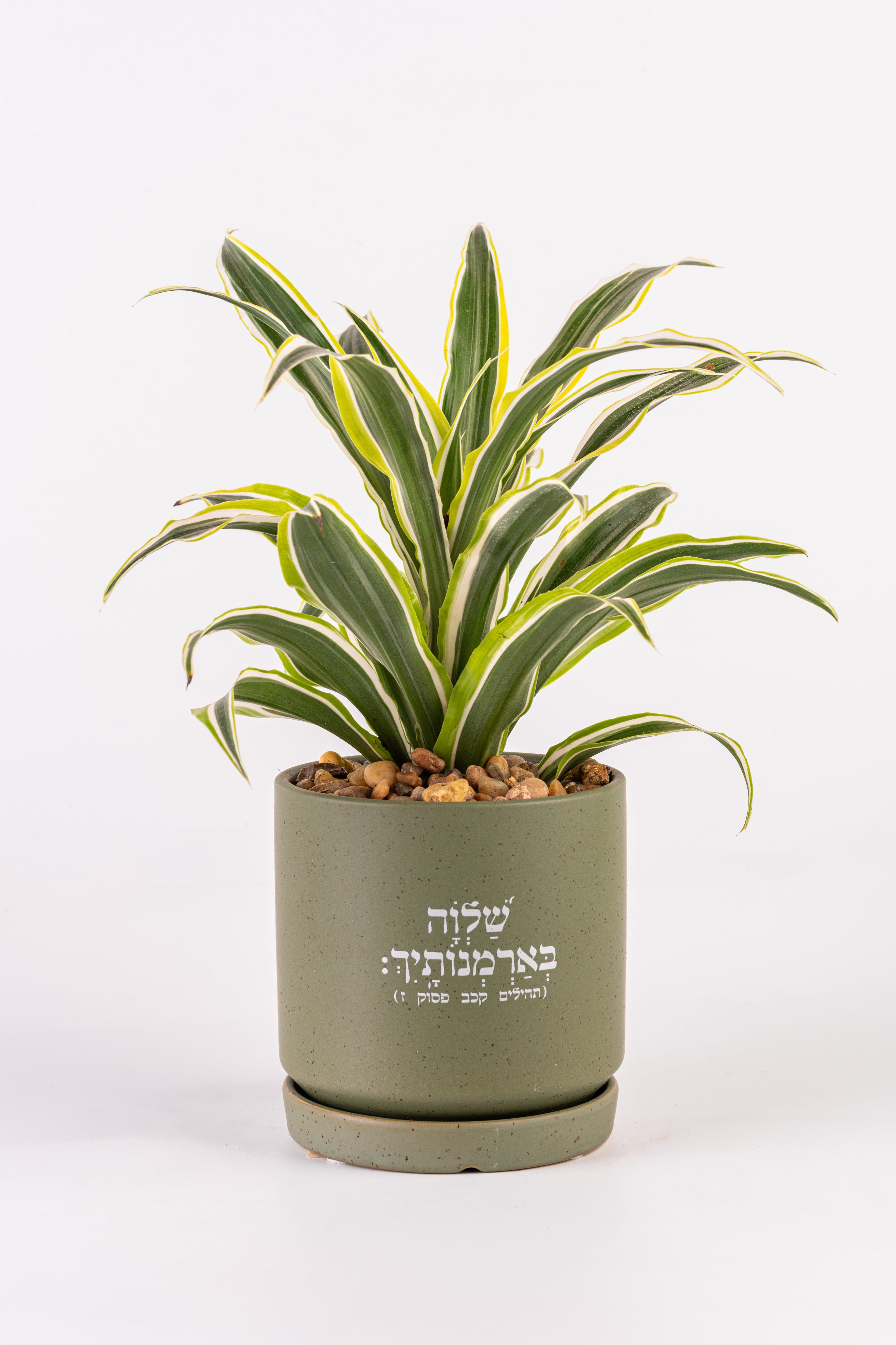 שלווה בארמנותייך M