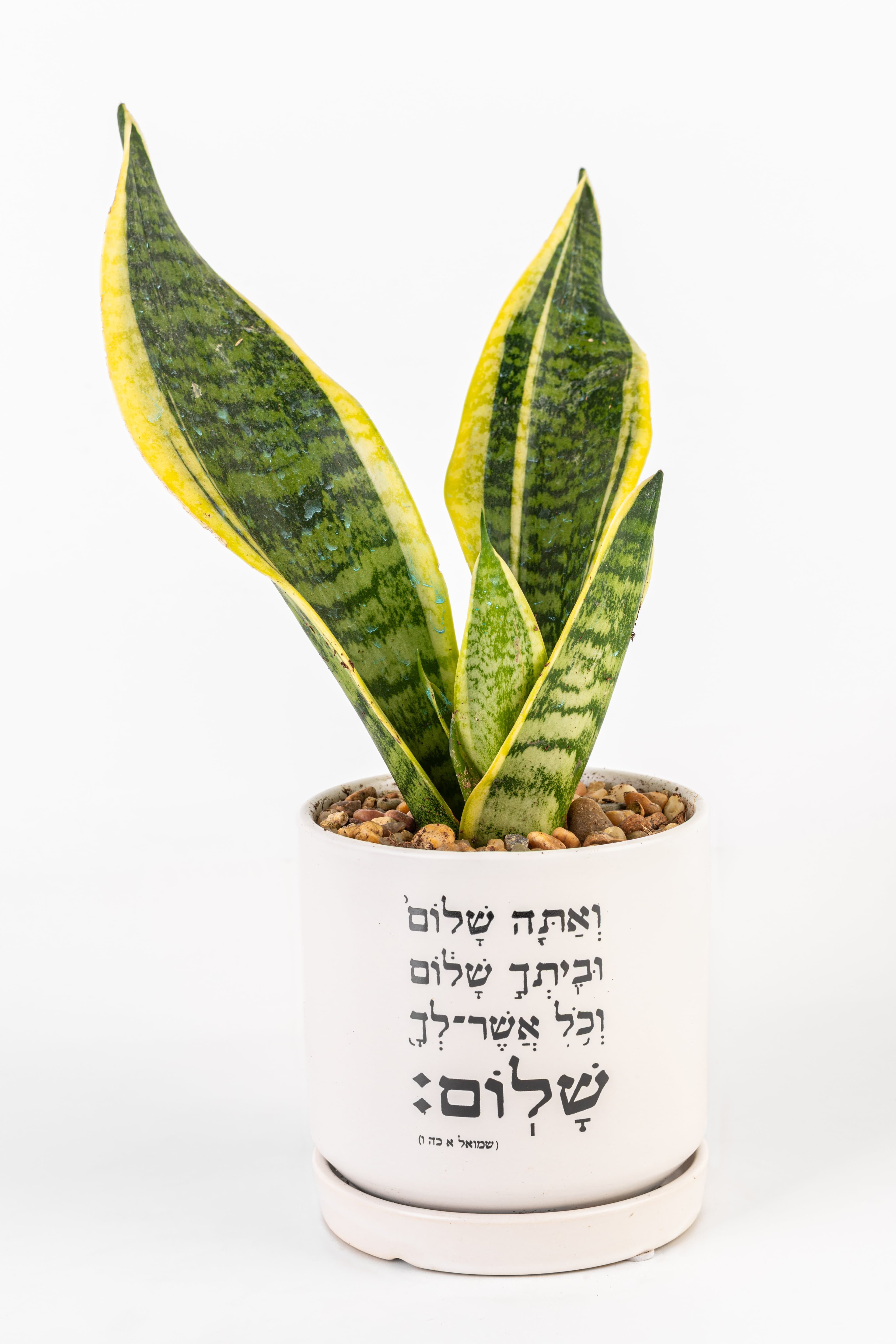 אתה שלום