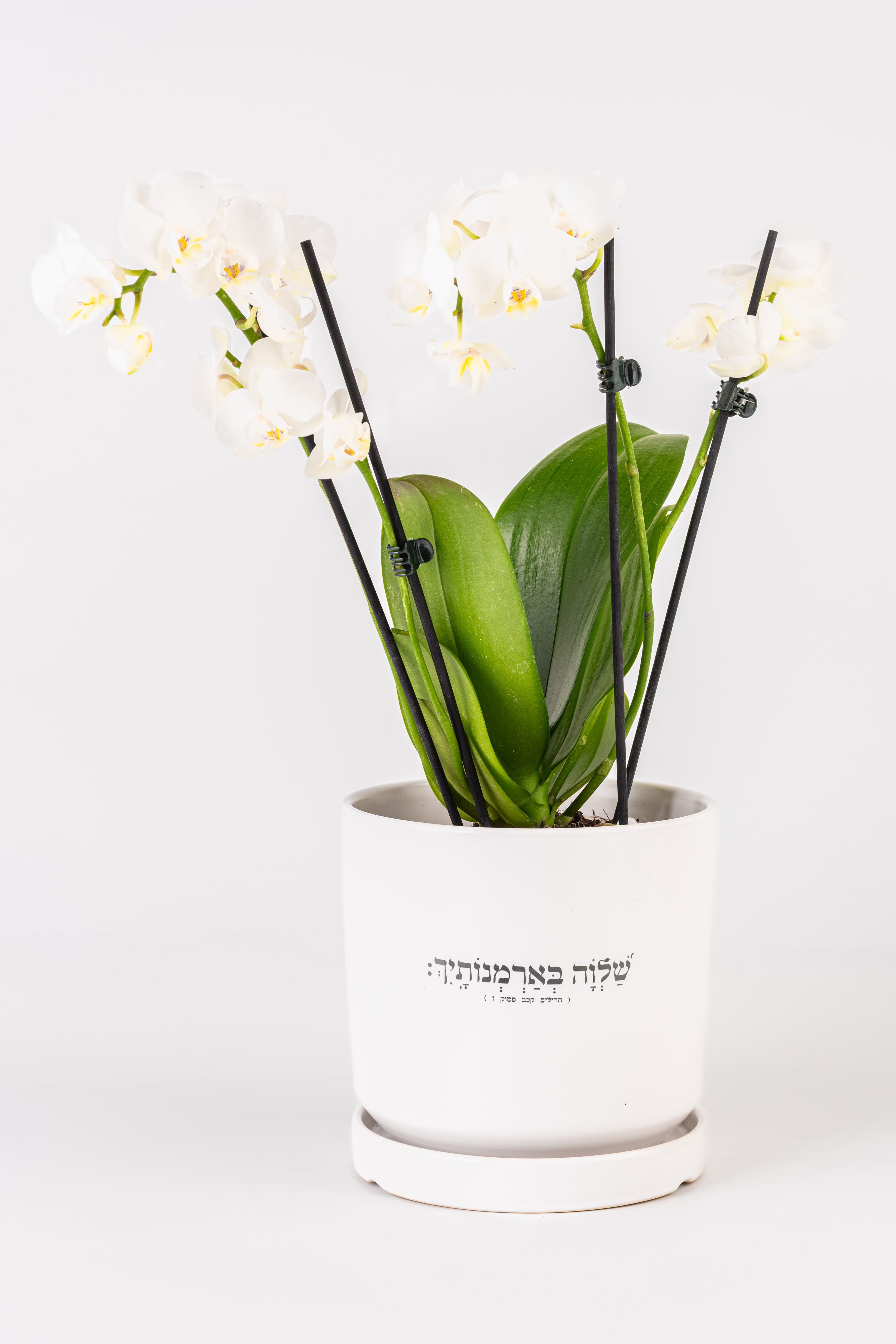 שלווה בארמונותייך 1