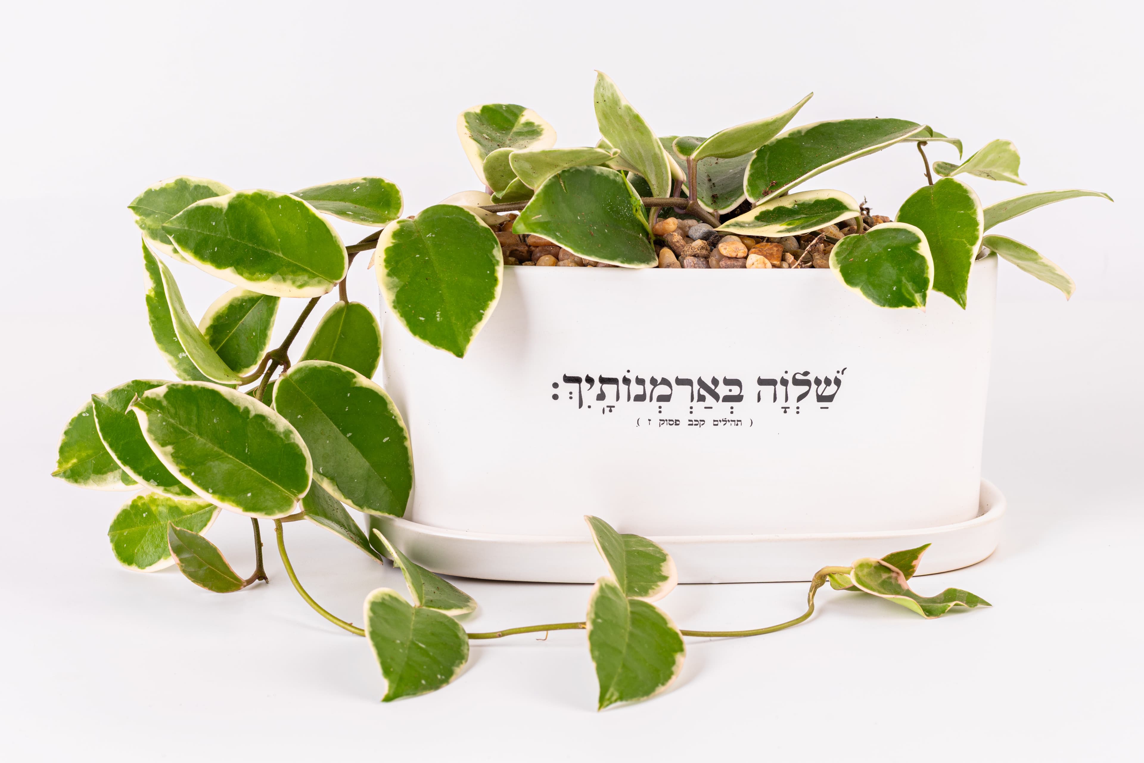 שלווה בארמונותייך - אדניות
