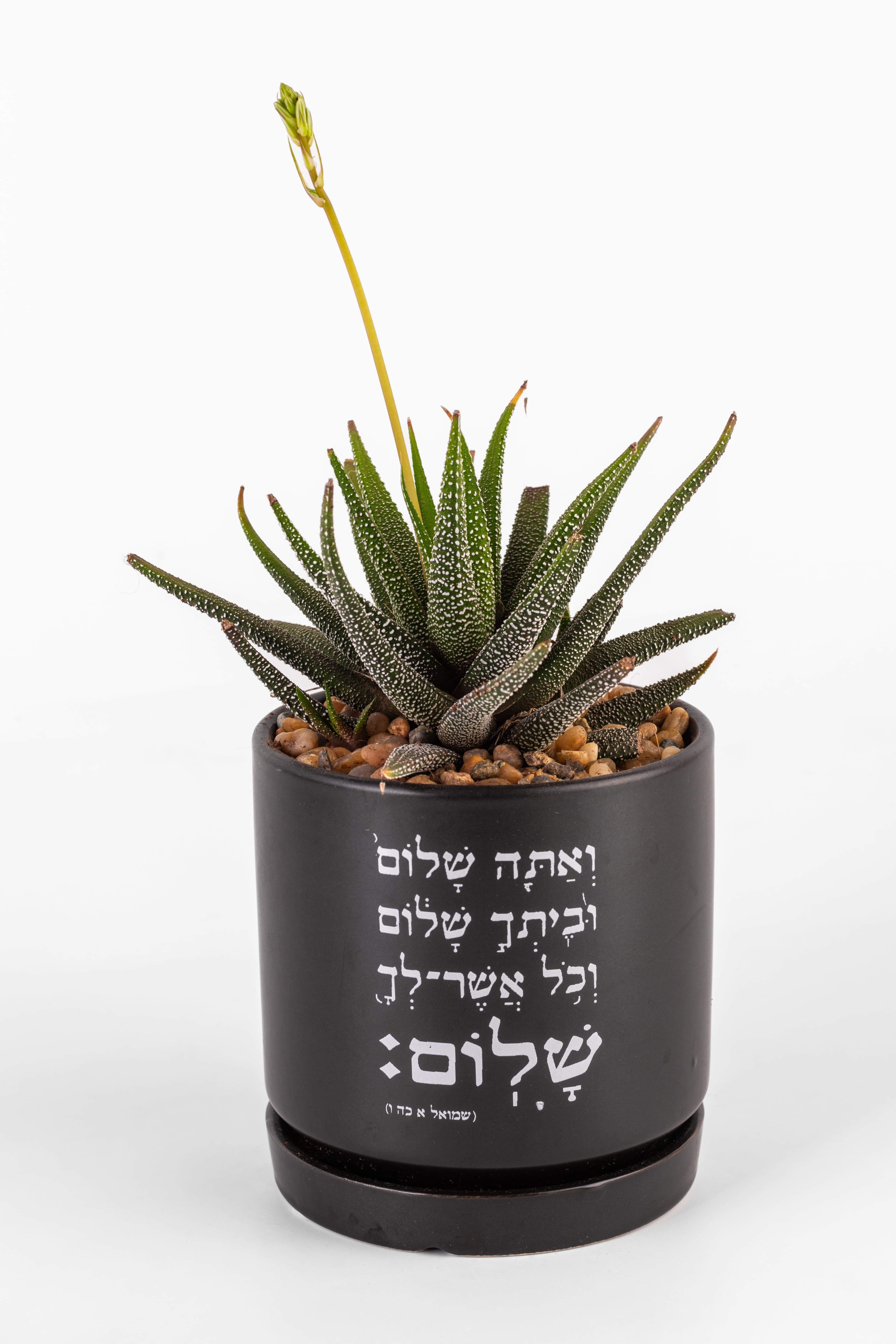 אתה שלום 1