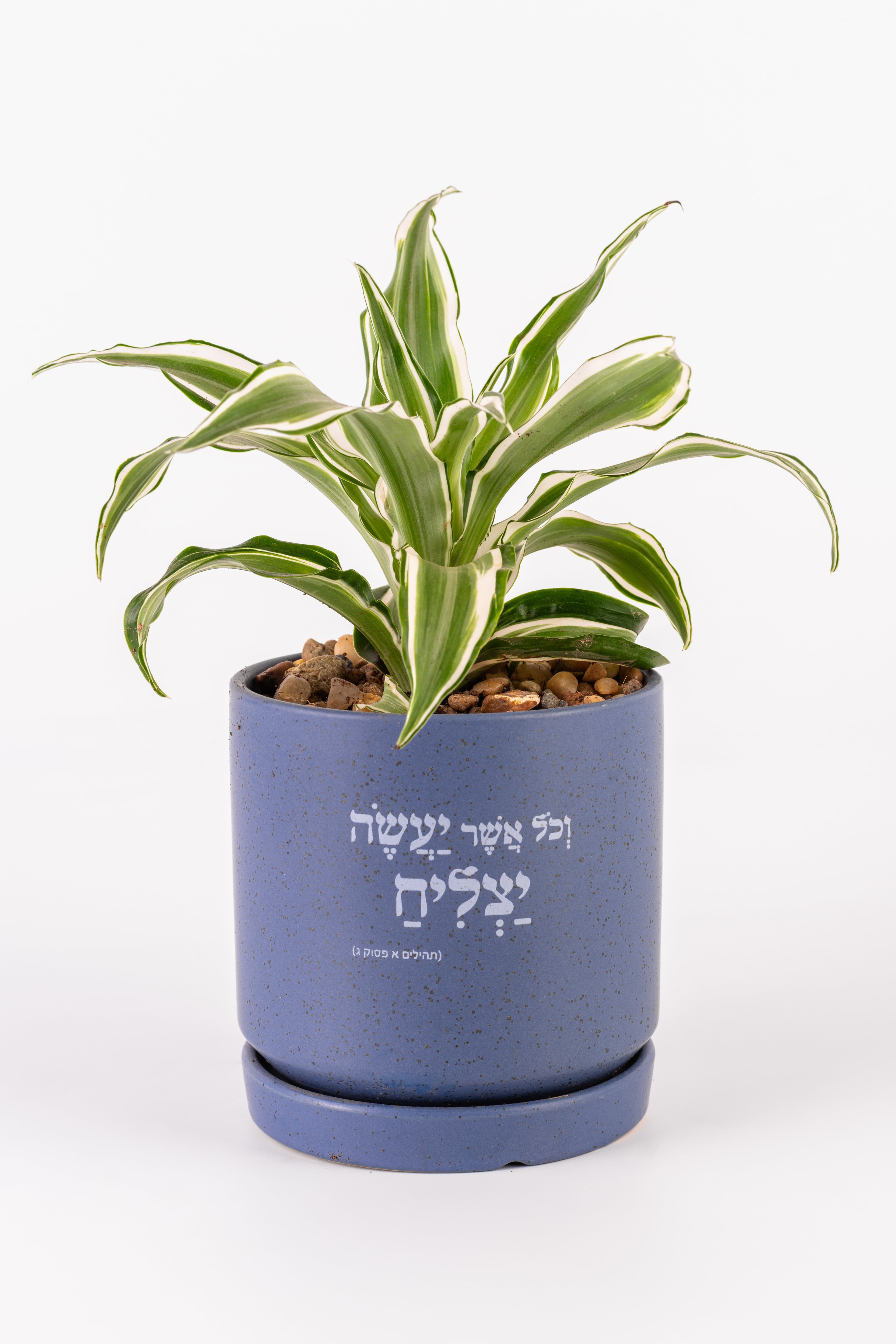 וכל אשר יעשה יצליח 1