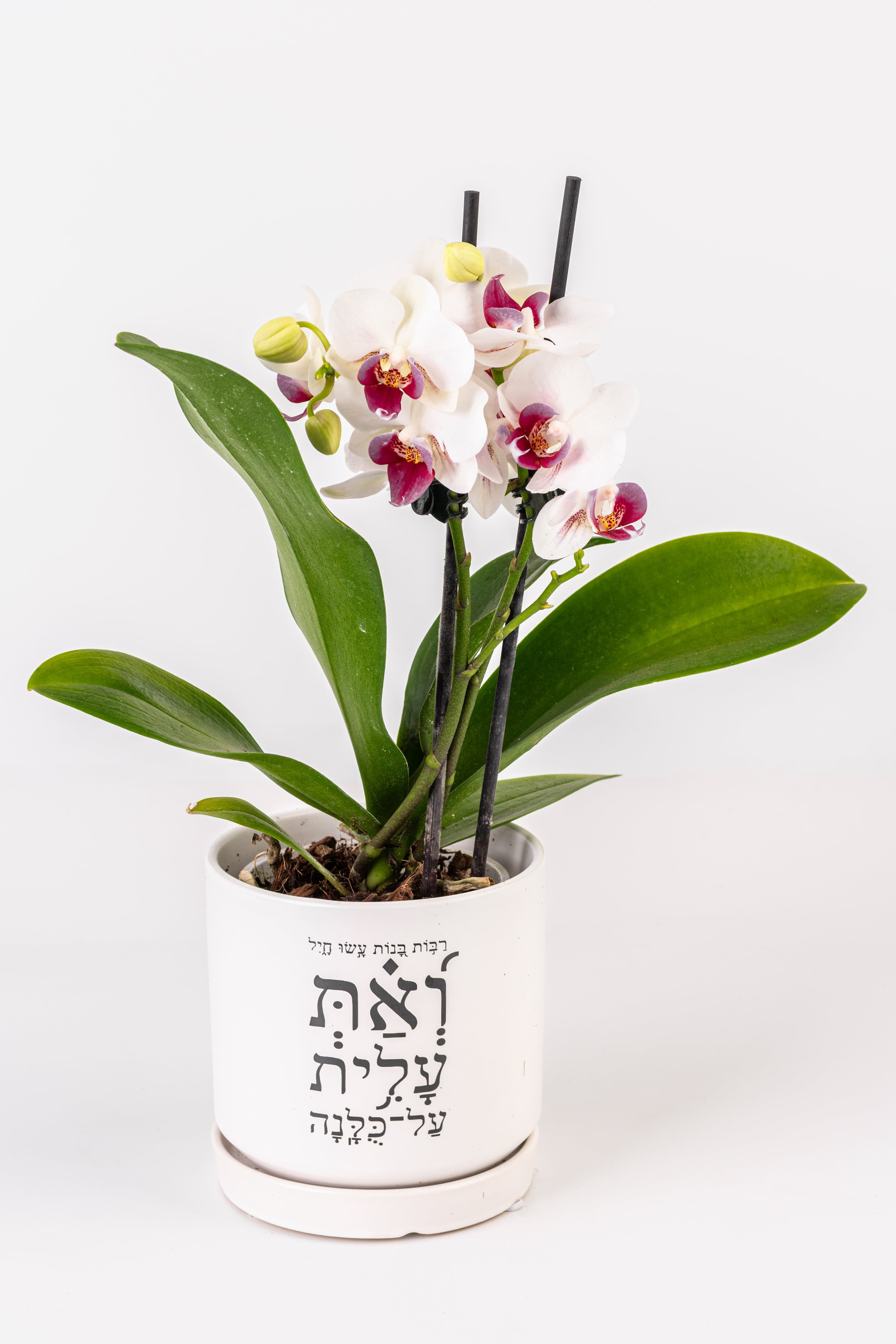 ואת עלית על כולנה 1