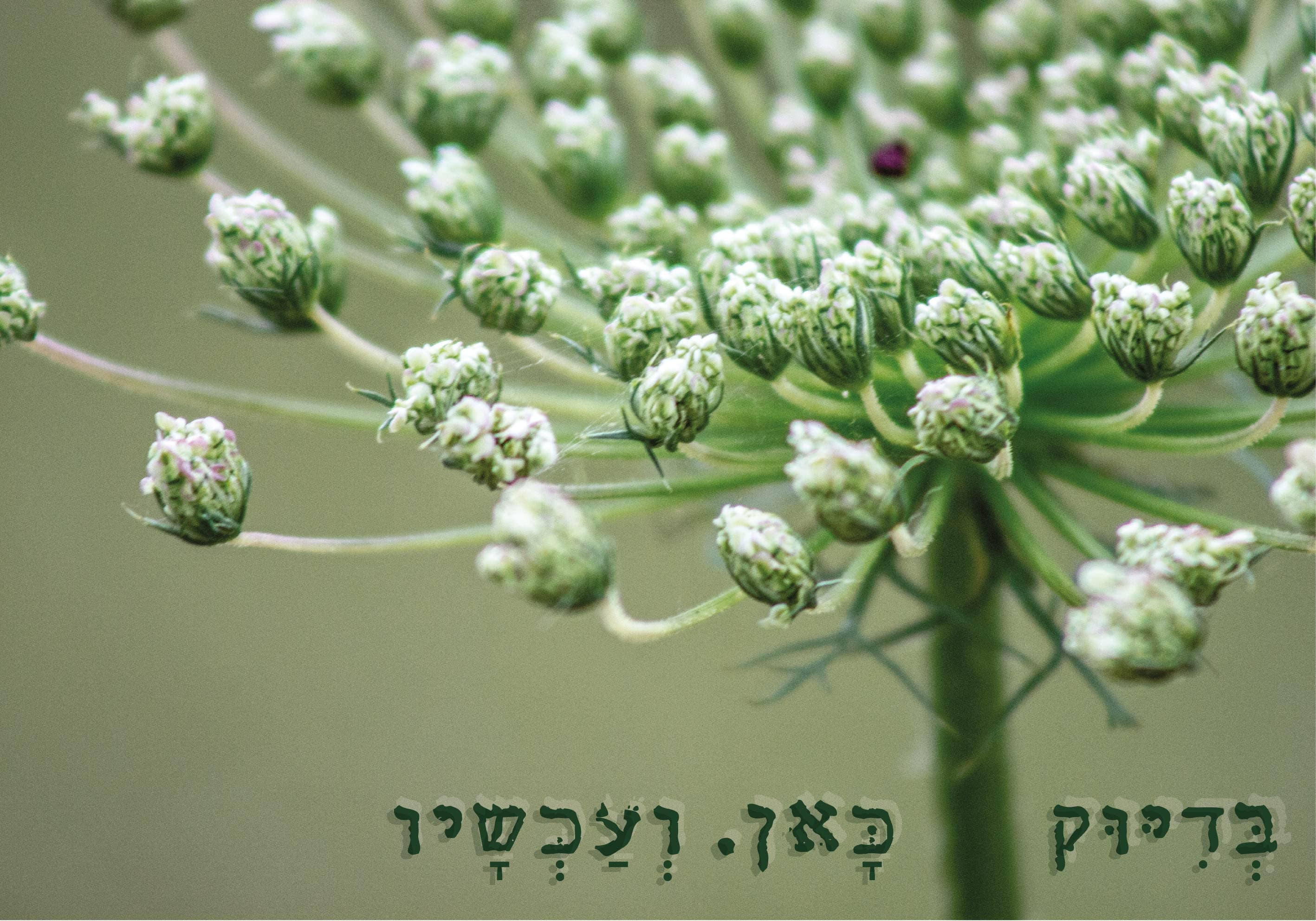 בדיוק כאן ועכשיו