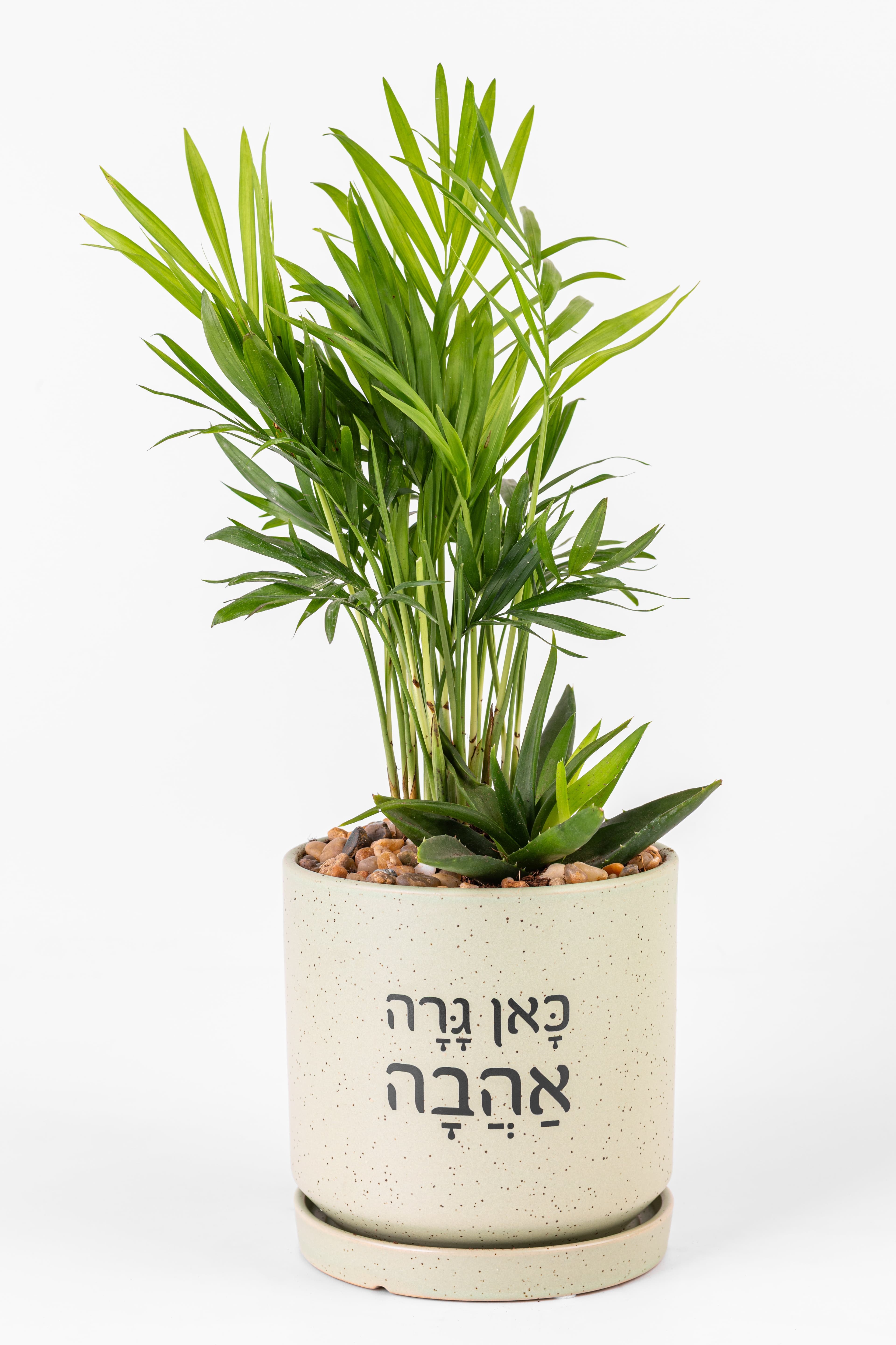 כאן גרה אהבה 1