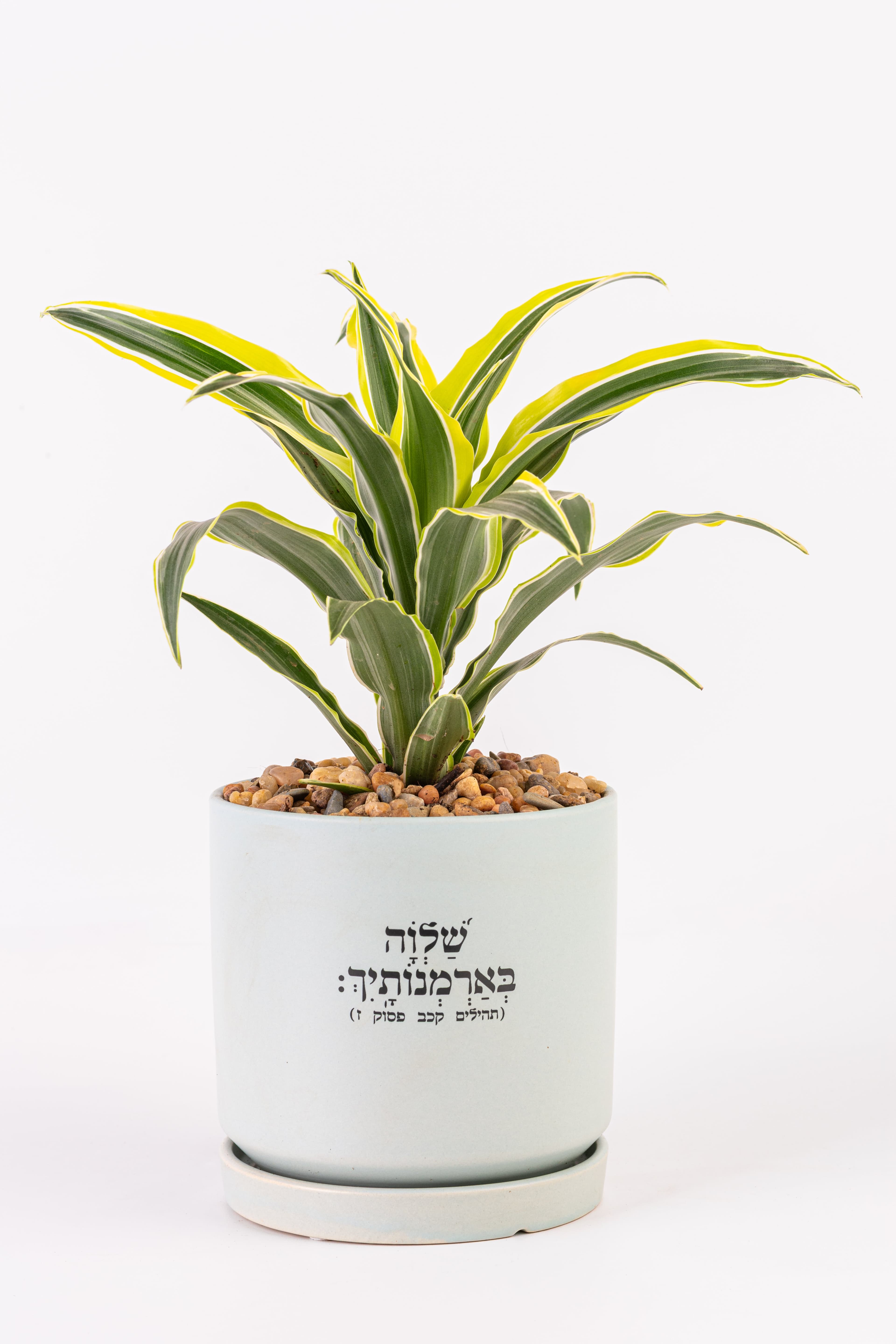 שלווה בארמונותייך 1