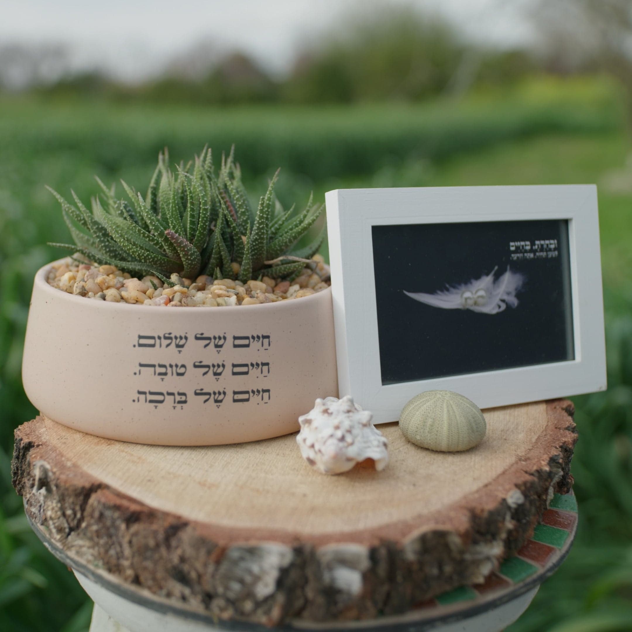 מארז: אדנית חיים של שלום + תמונה ובחרת בחיים
