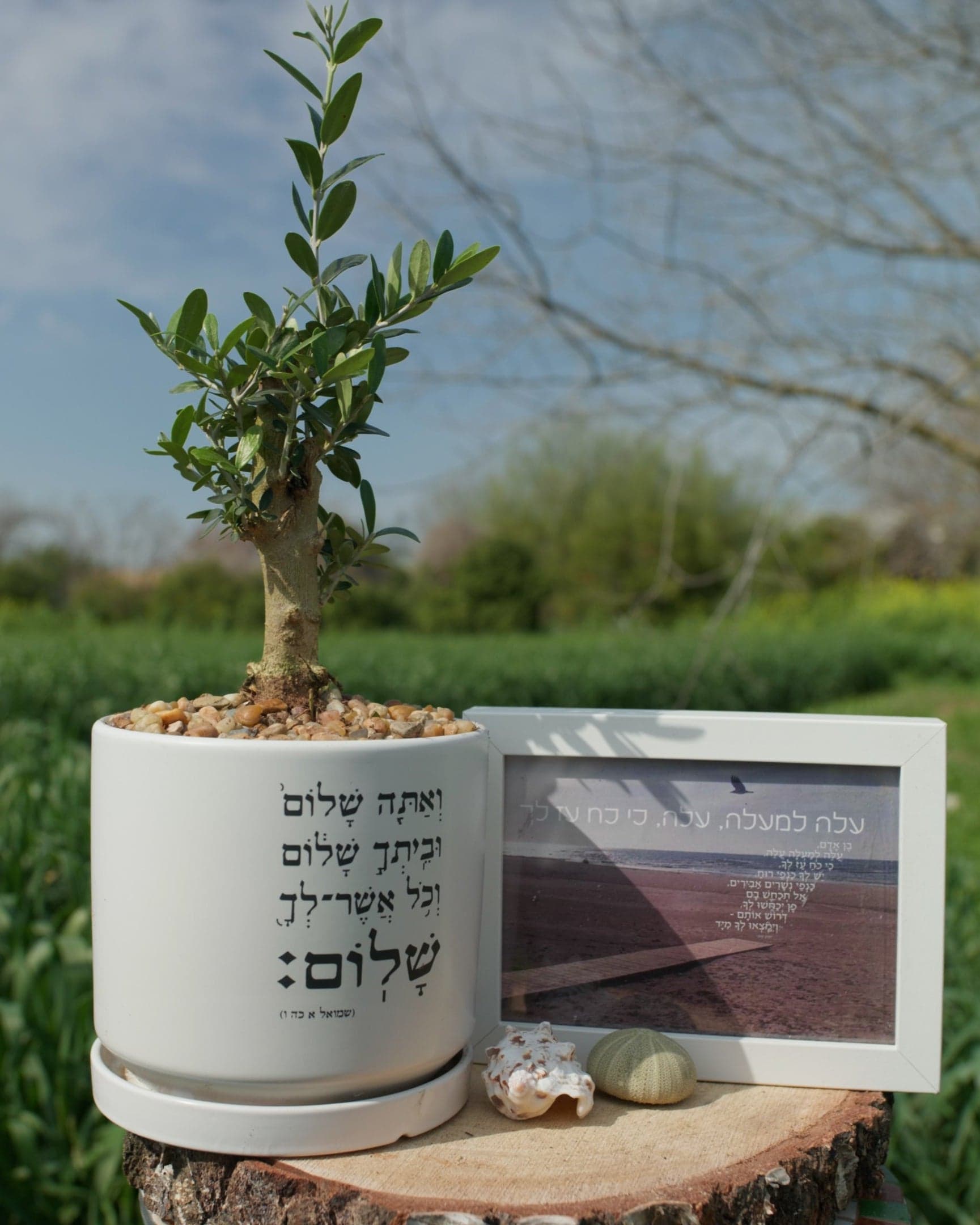 מארז: עציץ גדול "ואתה שלום" + תמונה עלה למעלה עלה