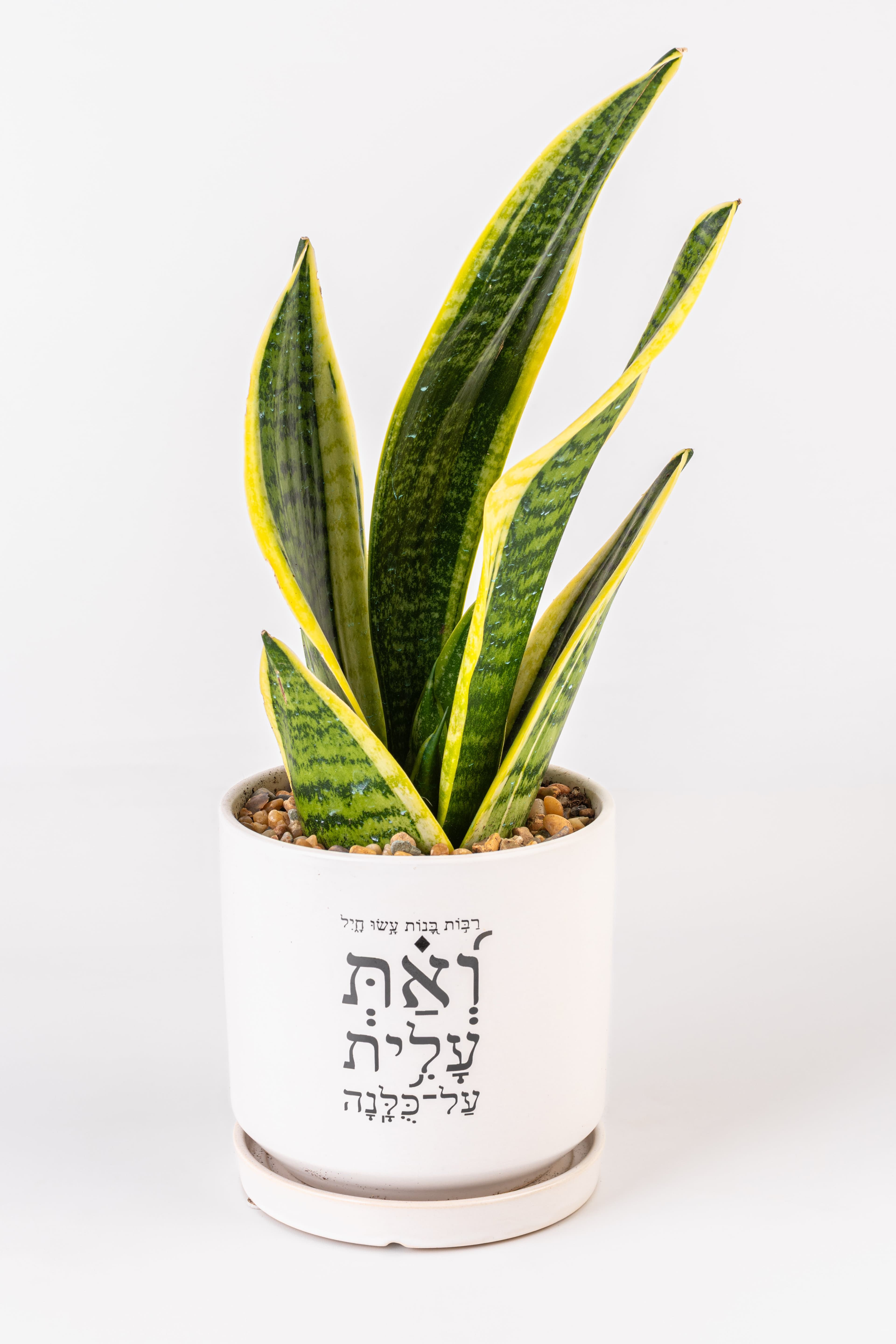 ואת עלית על כולנה