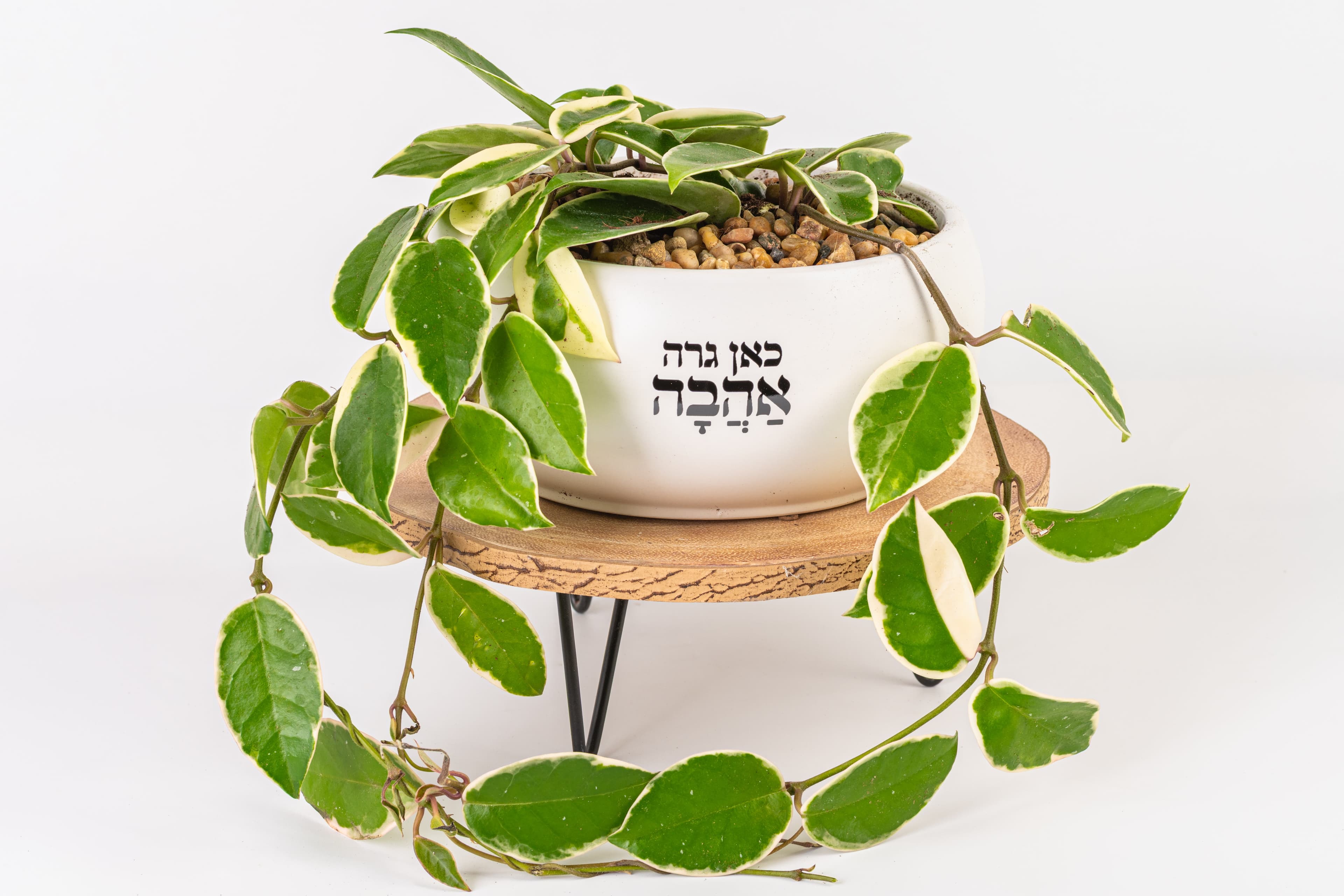 כאן גרה אהבה - אדניות