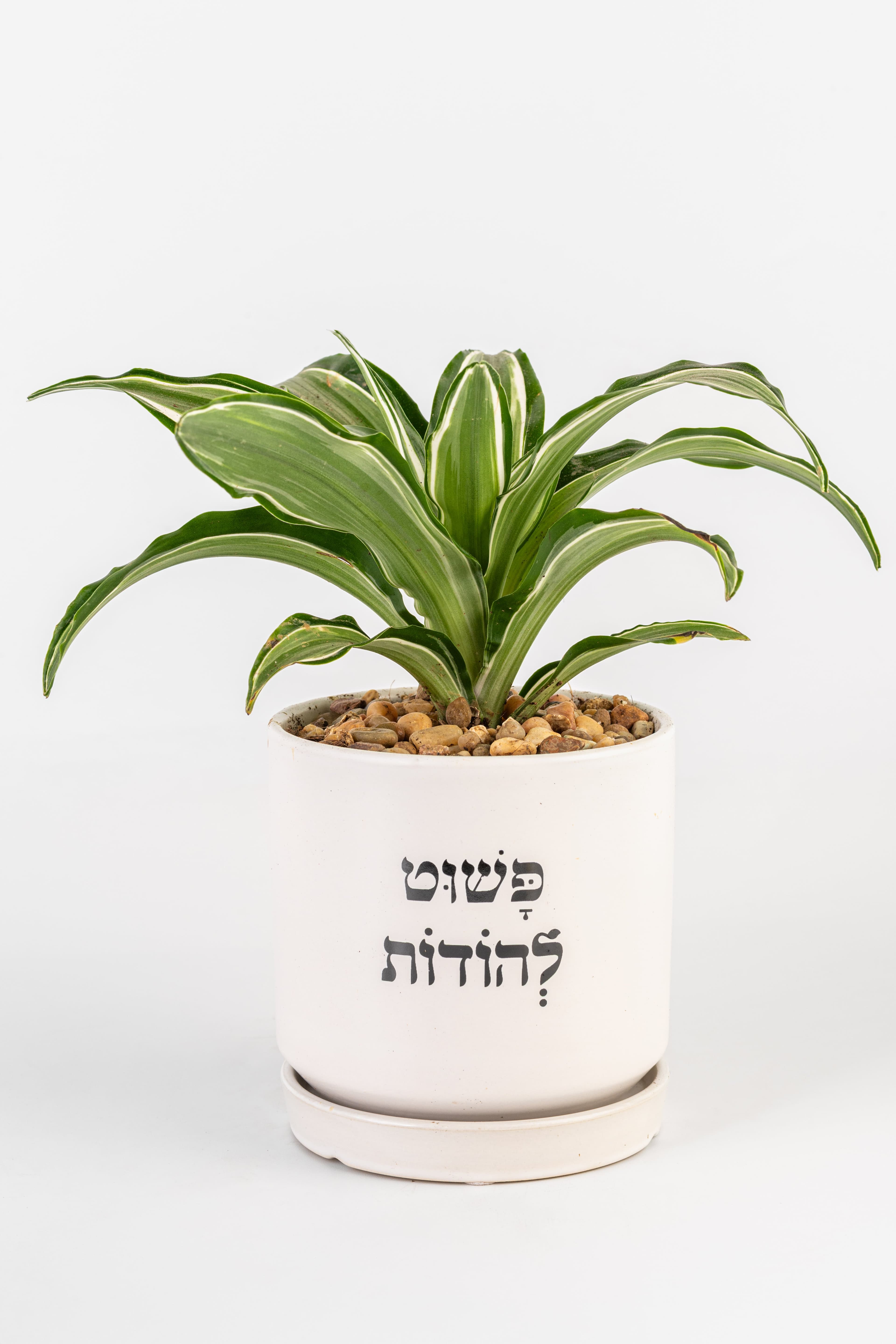 פשוט להודות 1
