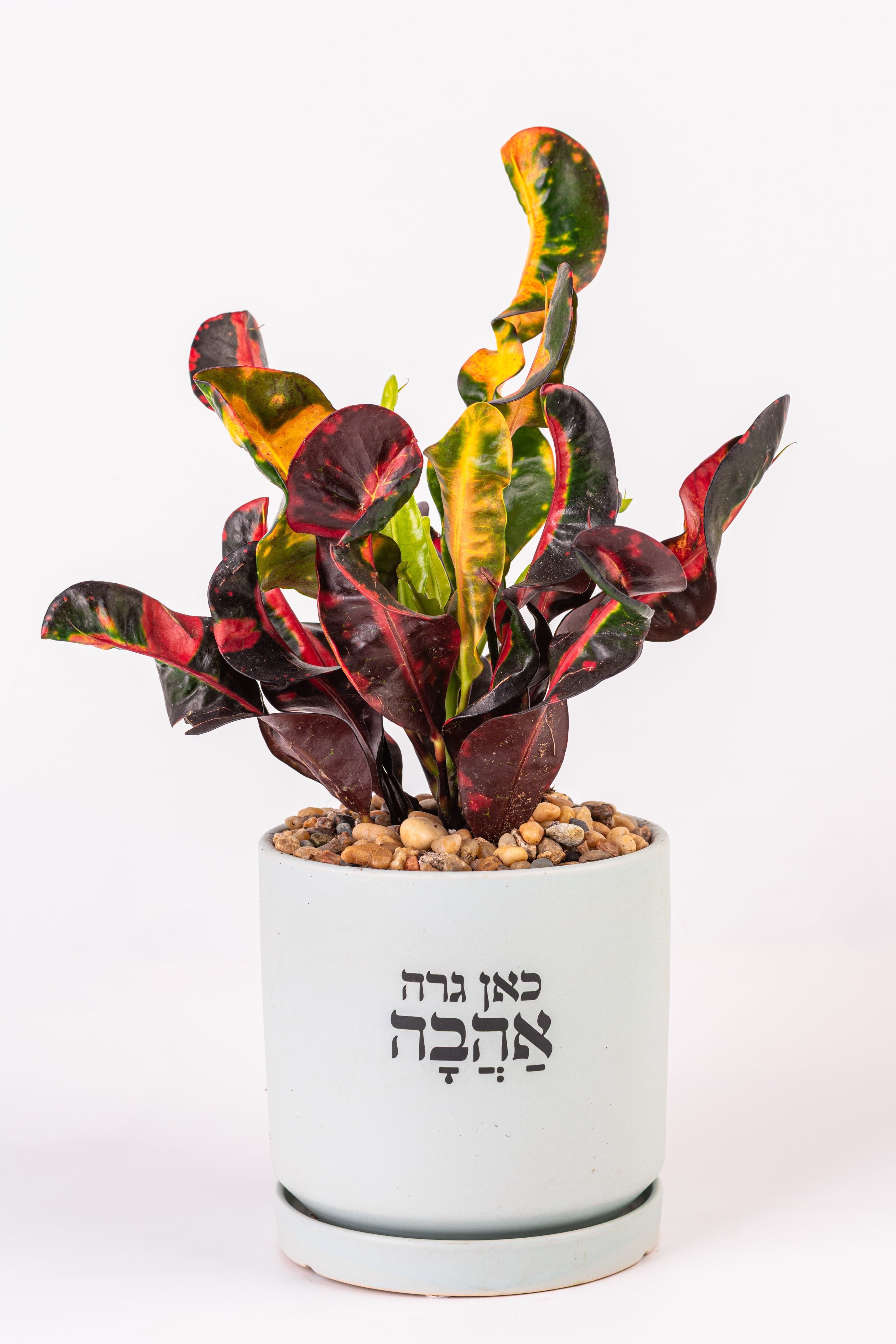כאן גרה אהבה XL