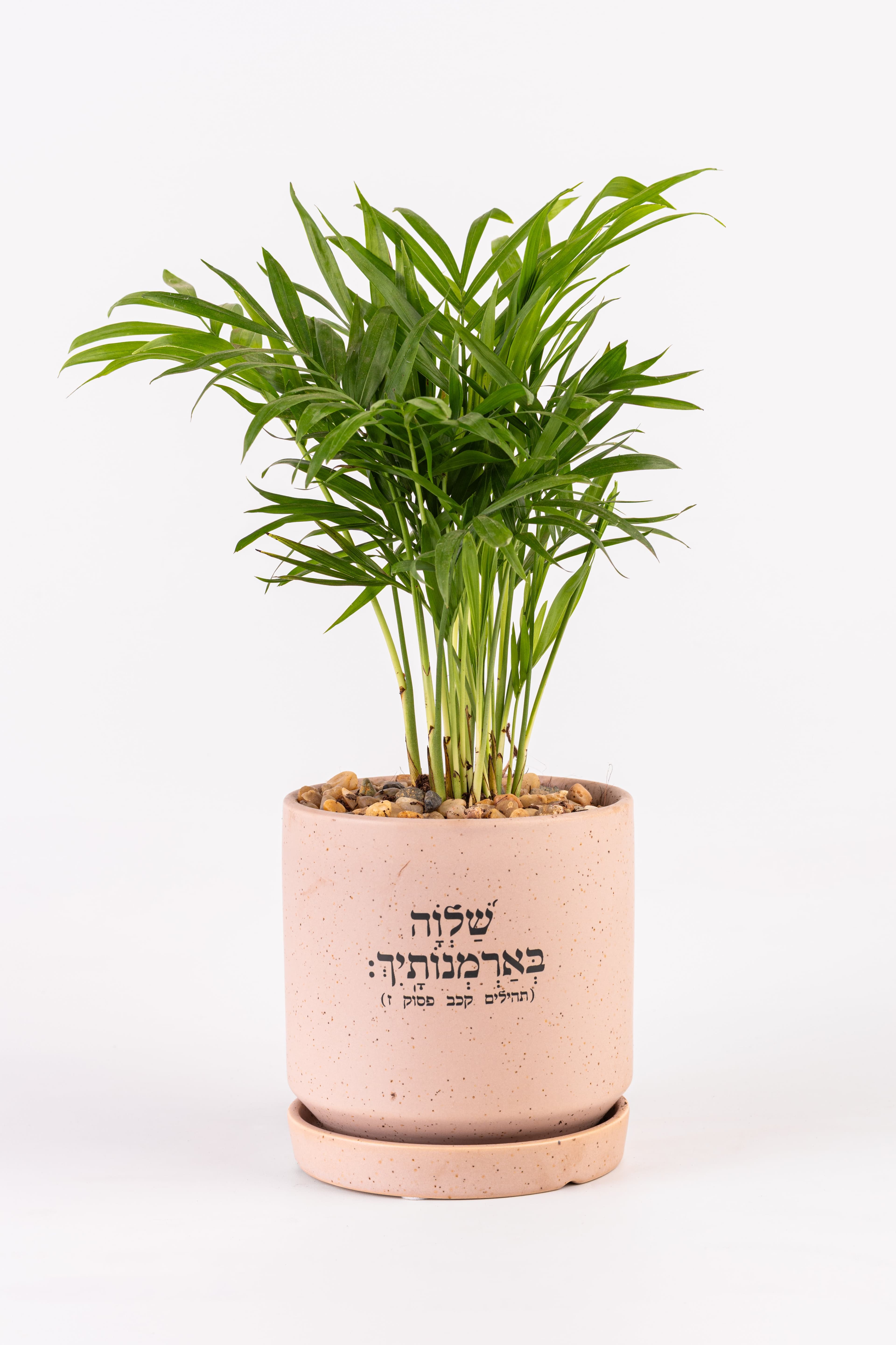 שלווה בארמונותייך 1