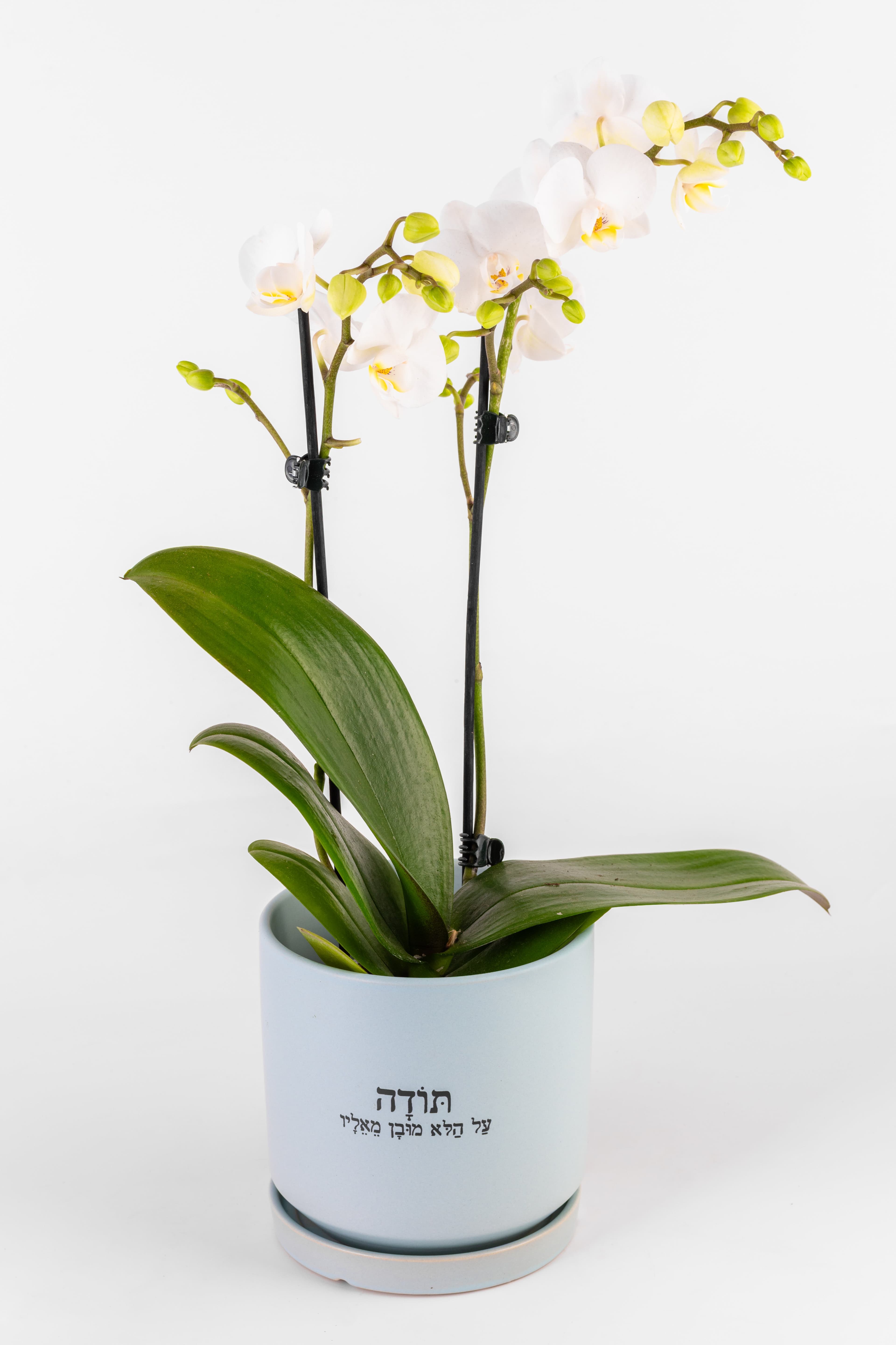 תודה על הלא מובן מאליו, סחלב L