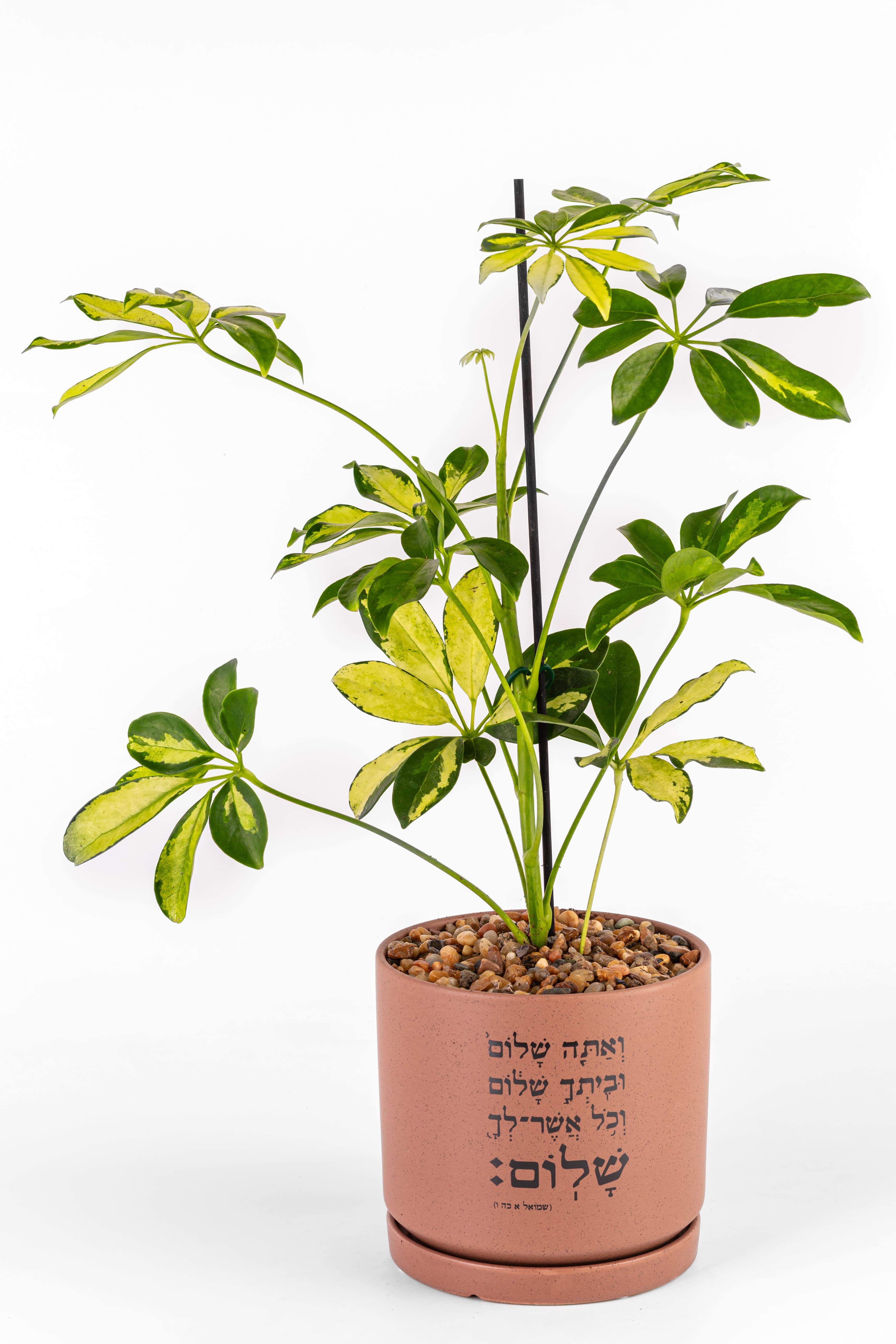 אתה שלום