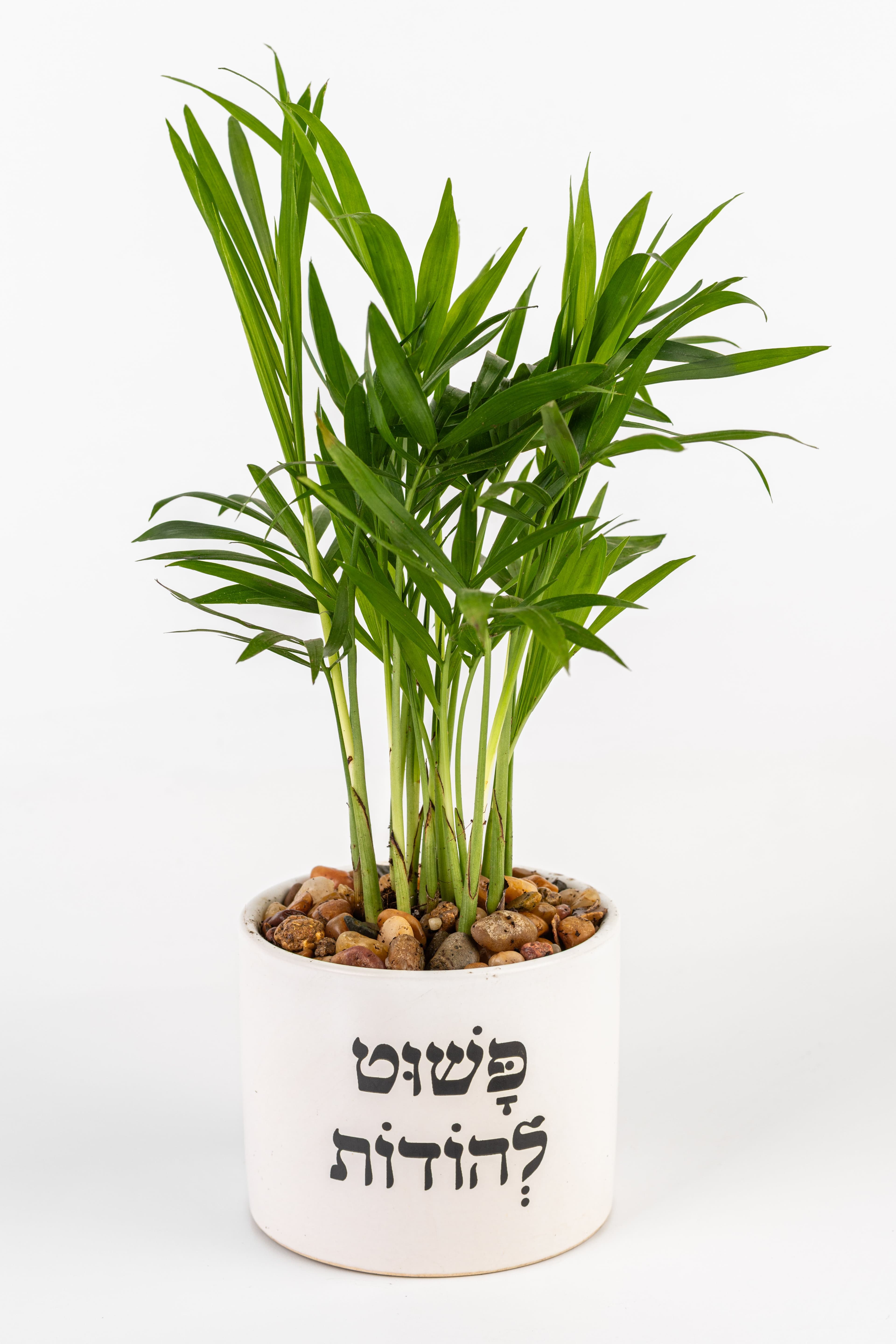 פשוט להודות