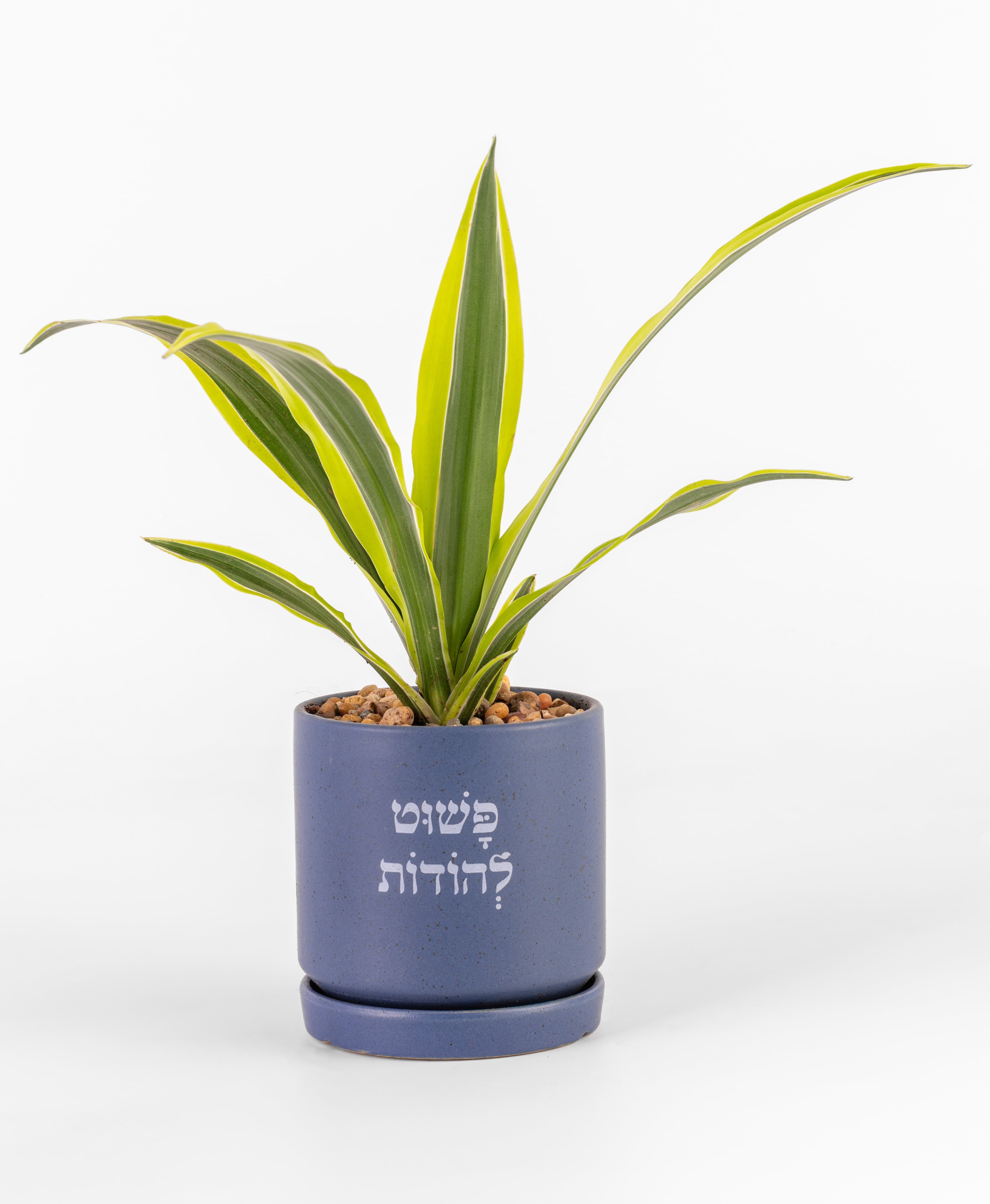 פשוט להודות 1