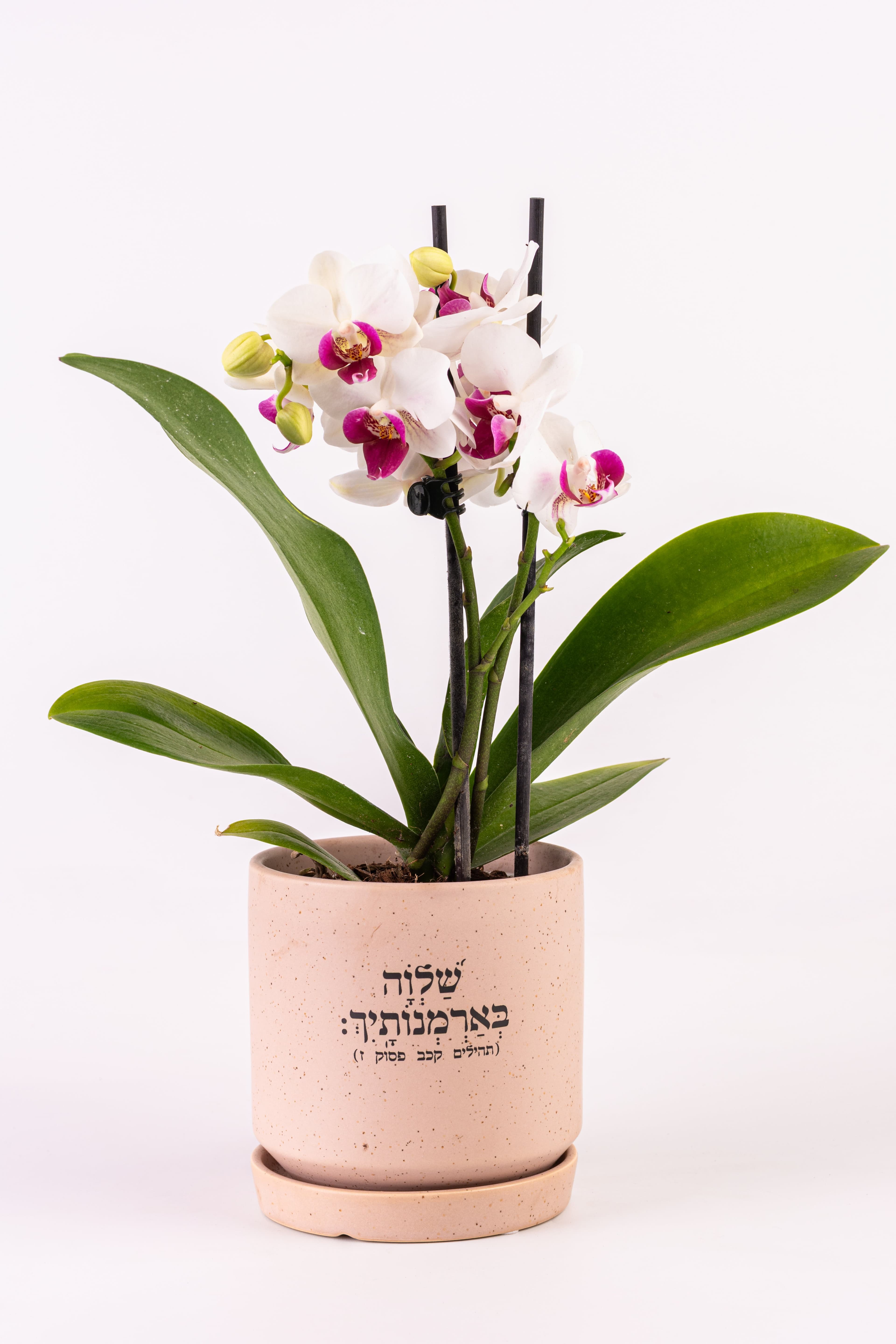 שלווה בארמונותייך 1