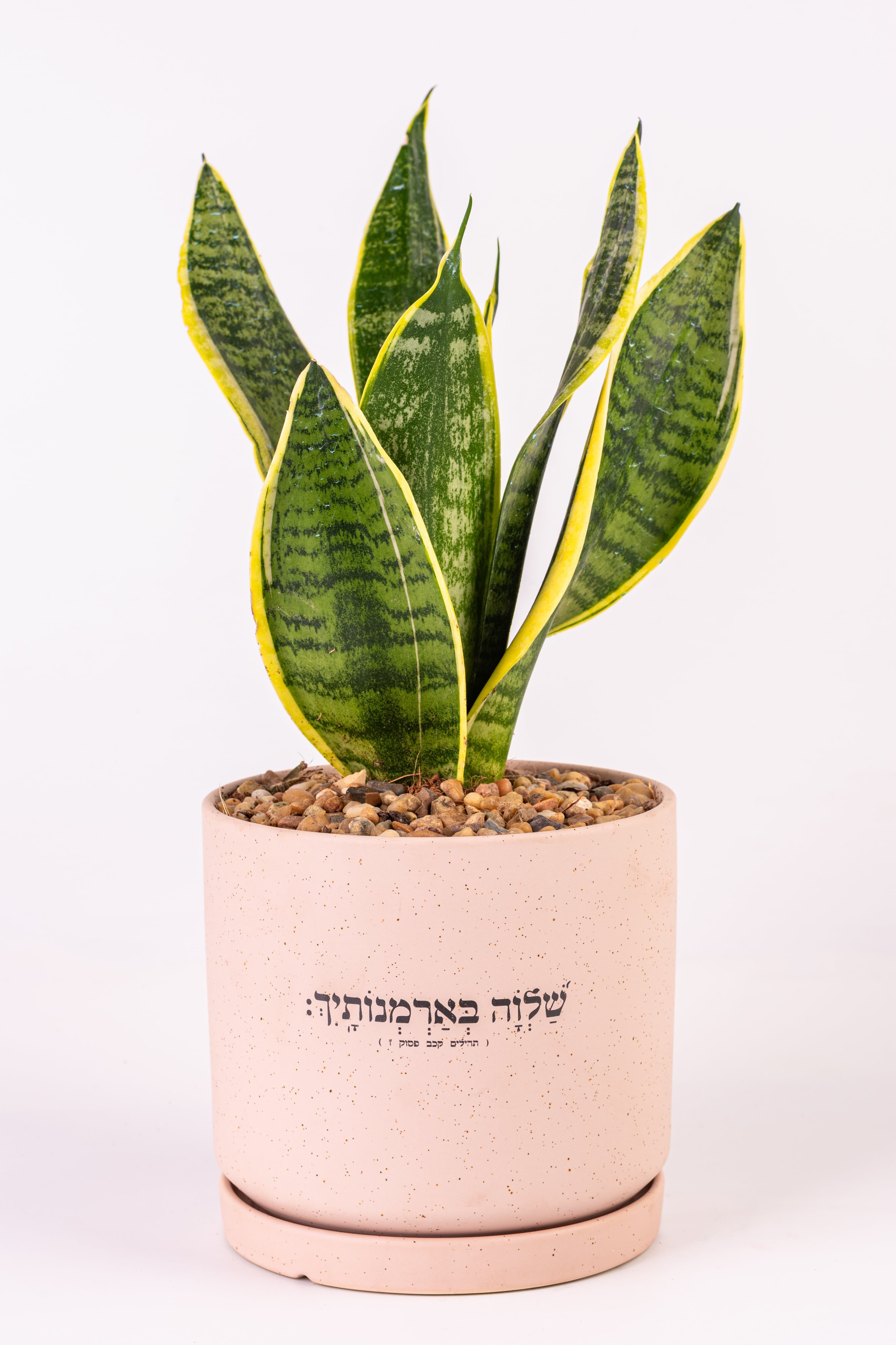 שלווה בארמונותייך