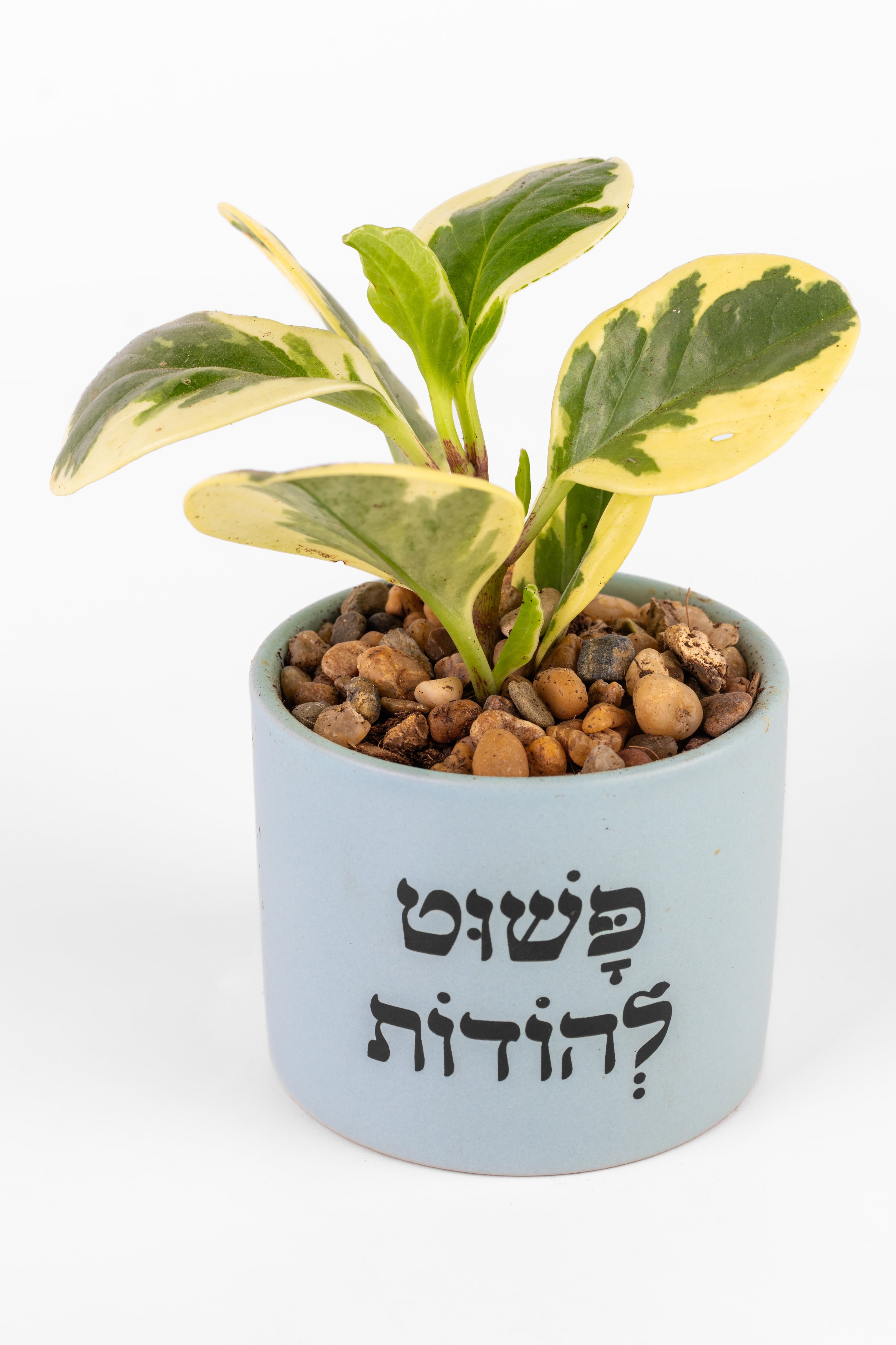 פשוט להודות 1