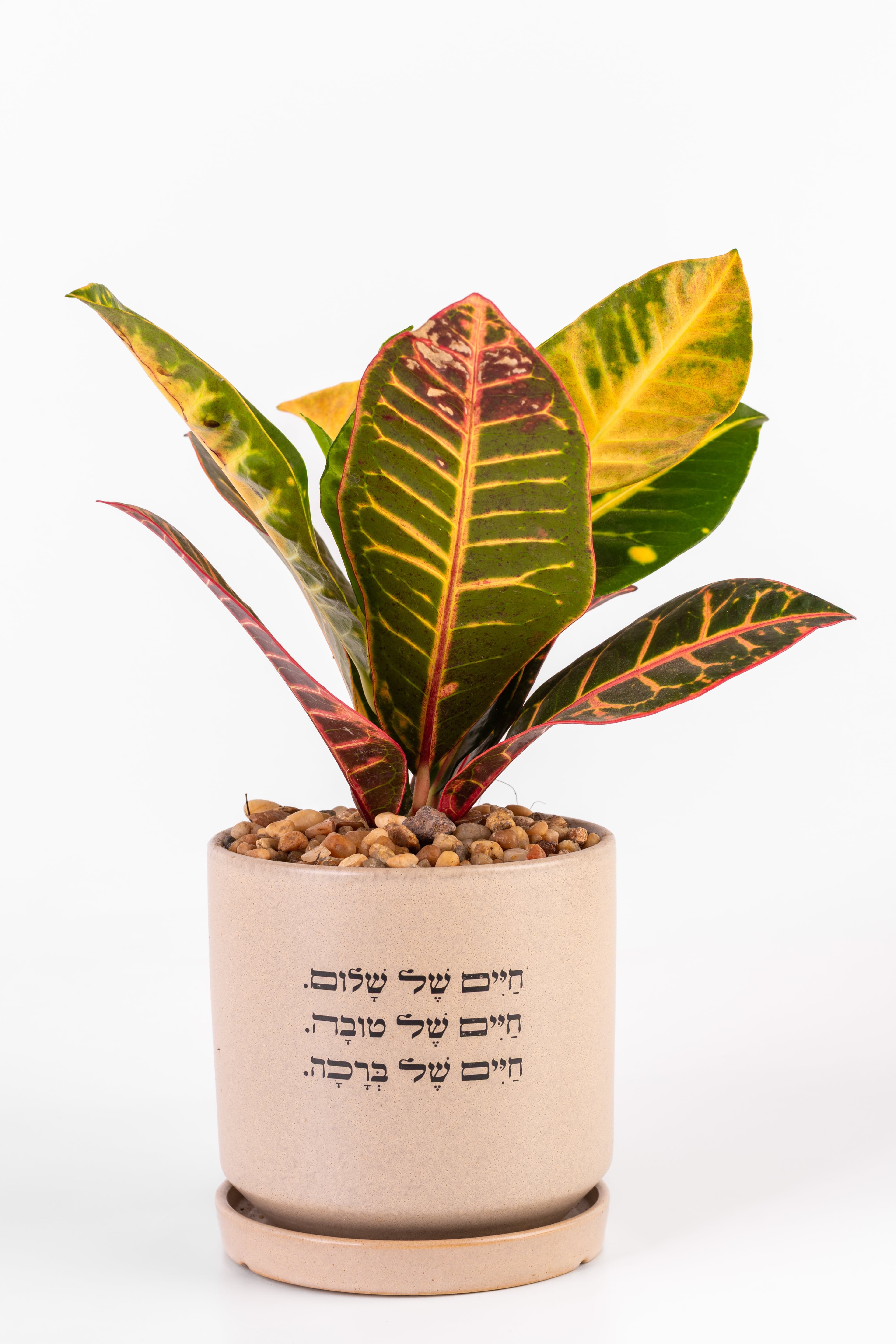 חיים של שלום חיים של טובה חיים של ברכה L