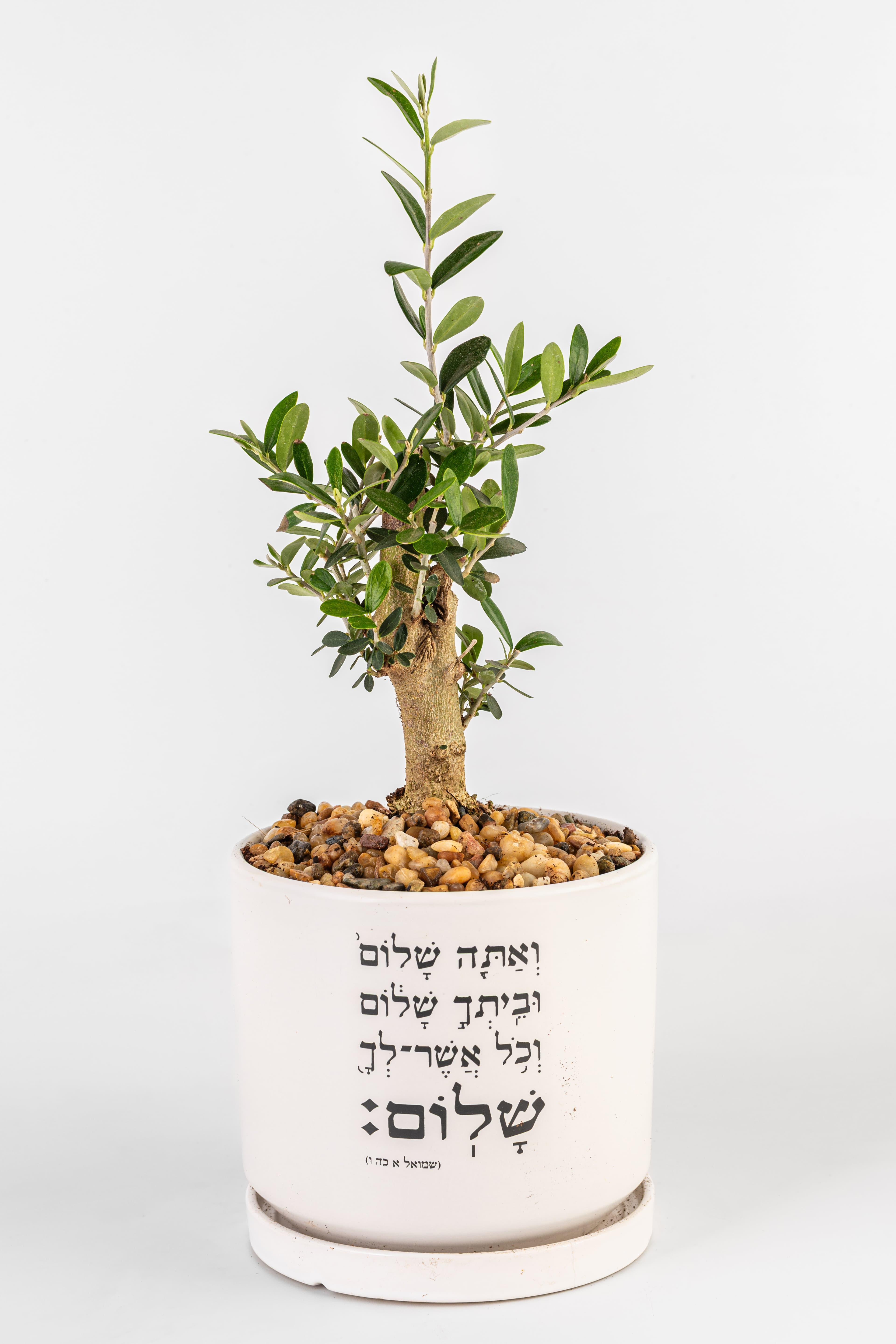 בונסאי זית , אתה שלום L