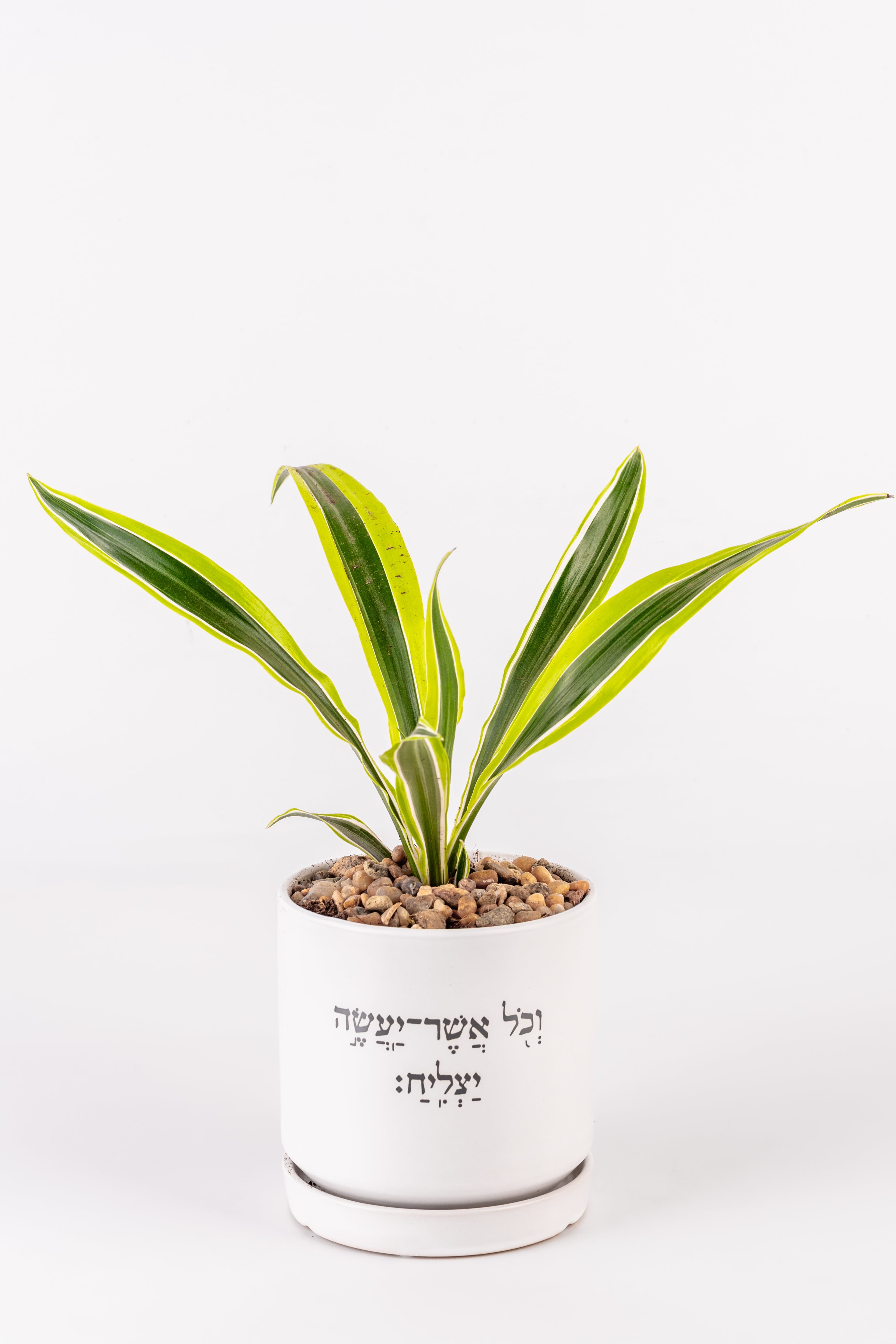 וכל אשר יעשה יצליח