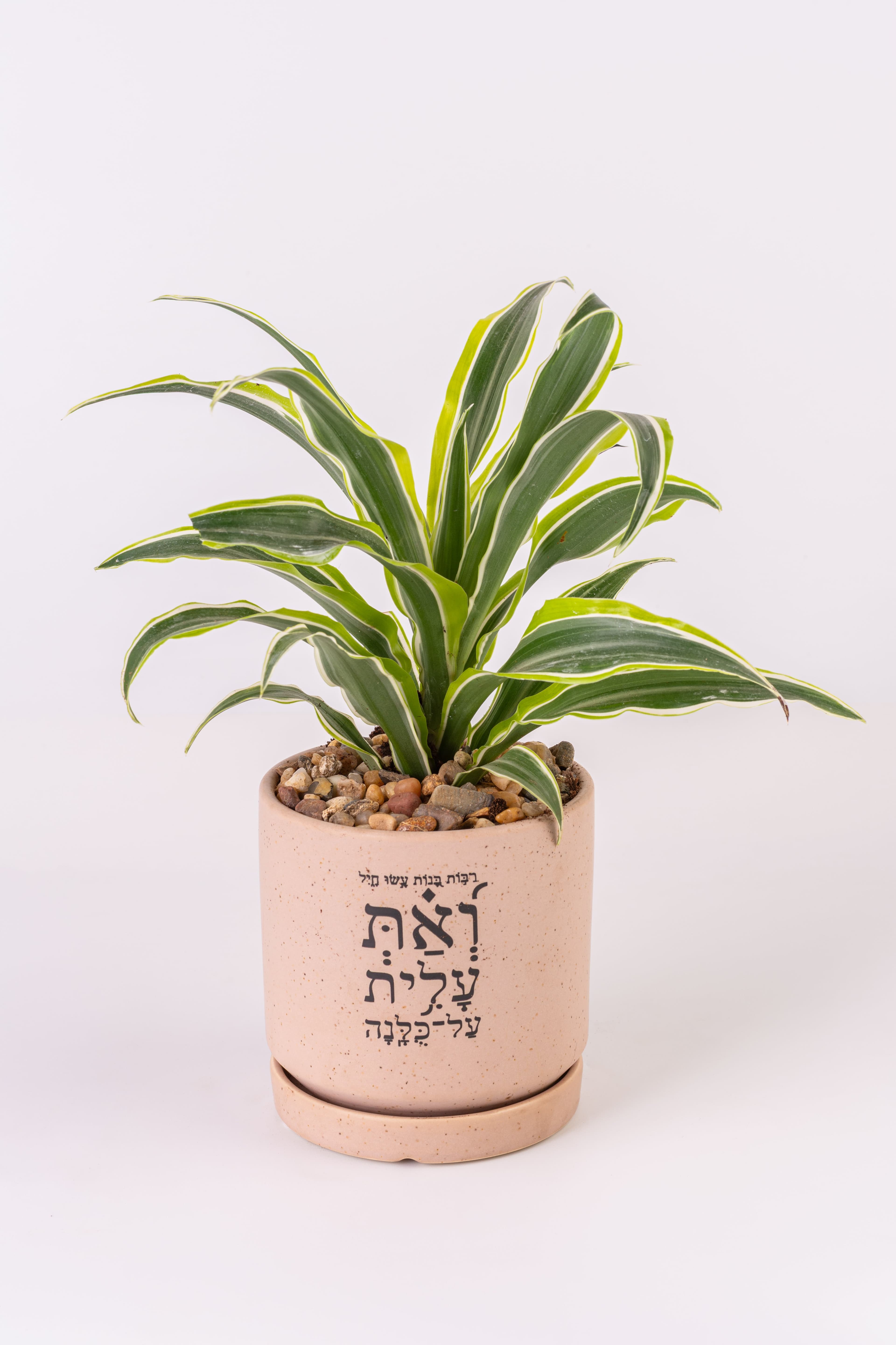 ואת עלית על כולנה 1