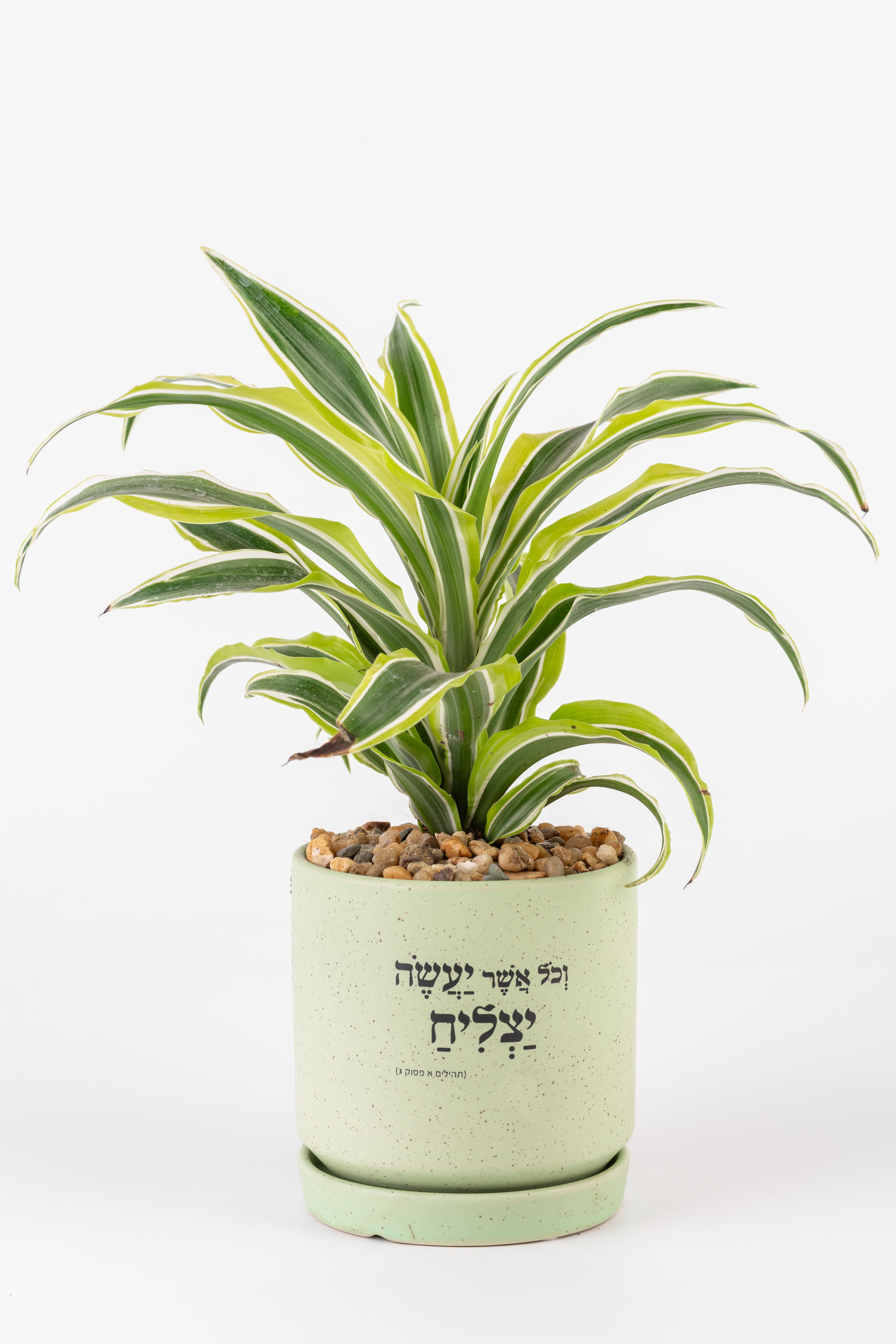 וכל אשר יעשה יצליח 1