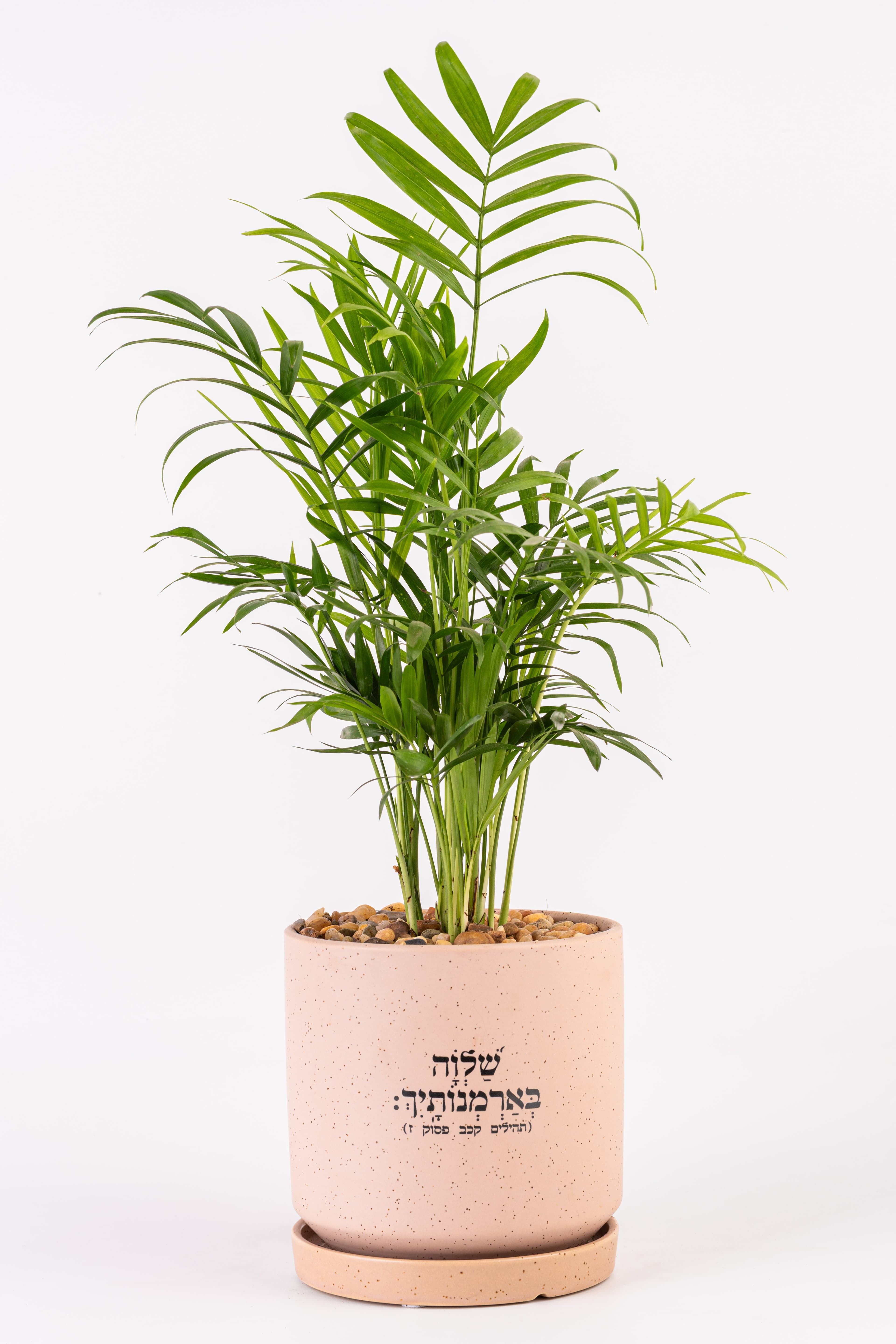שלווה בארמונותייך 1