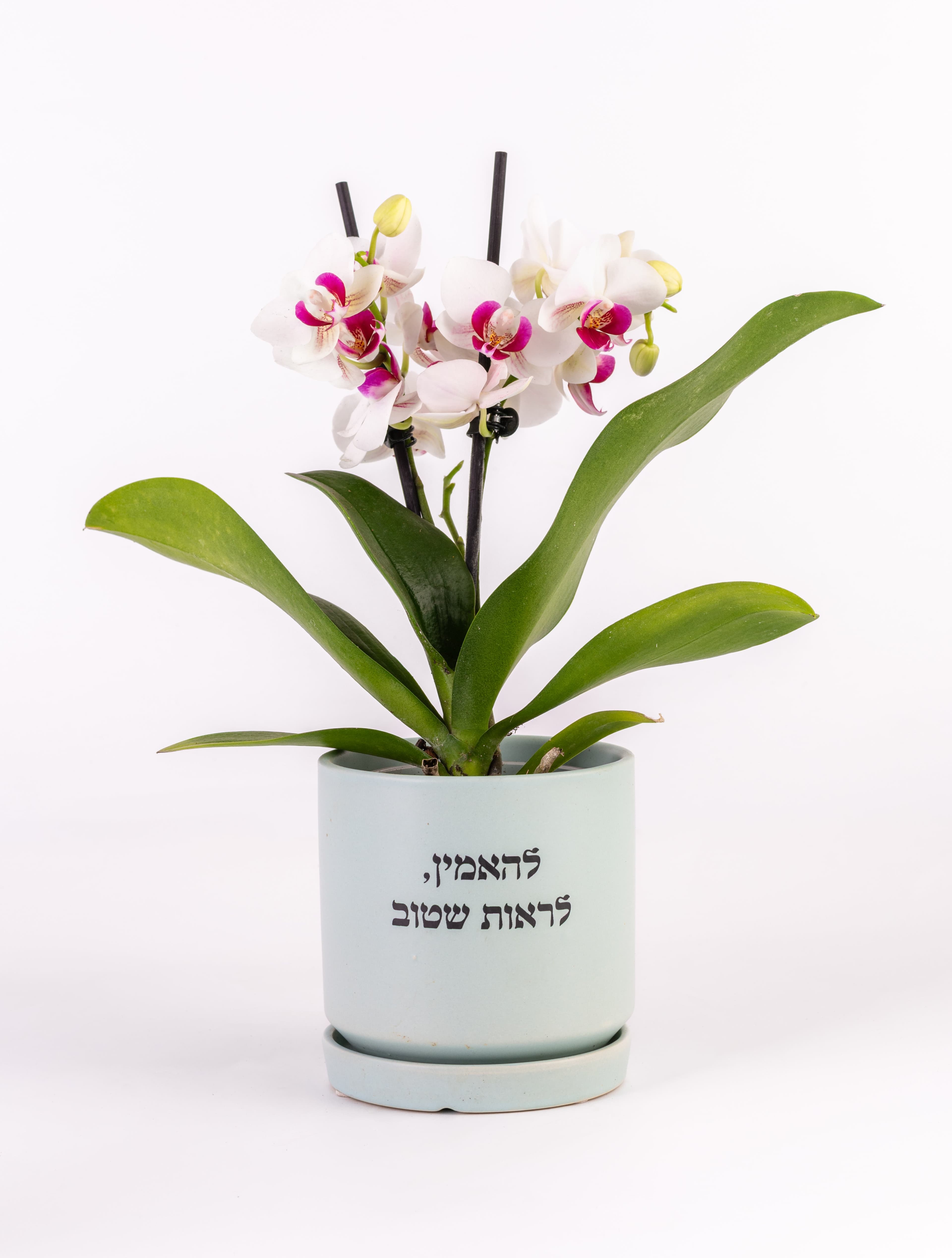 להאמין לראות שטוב, סחלב M