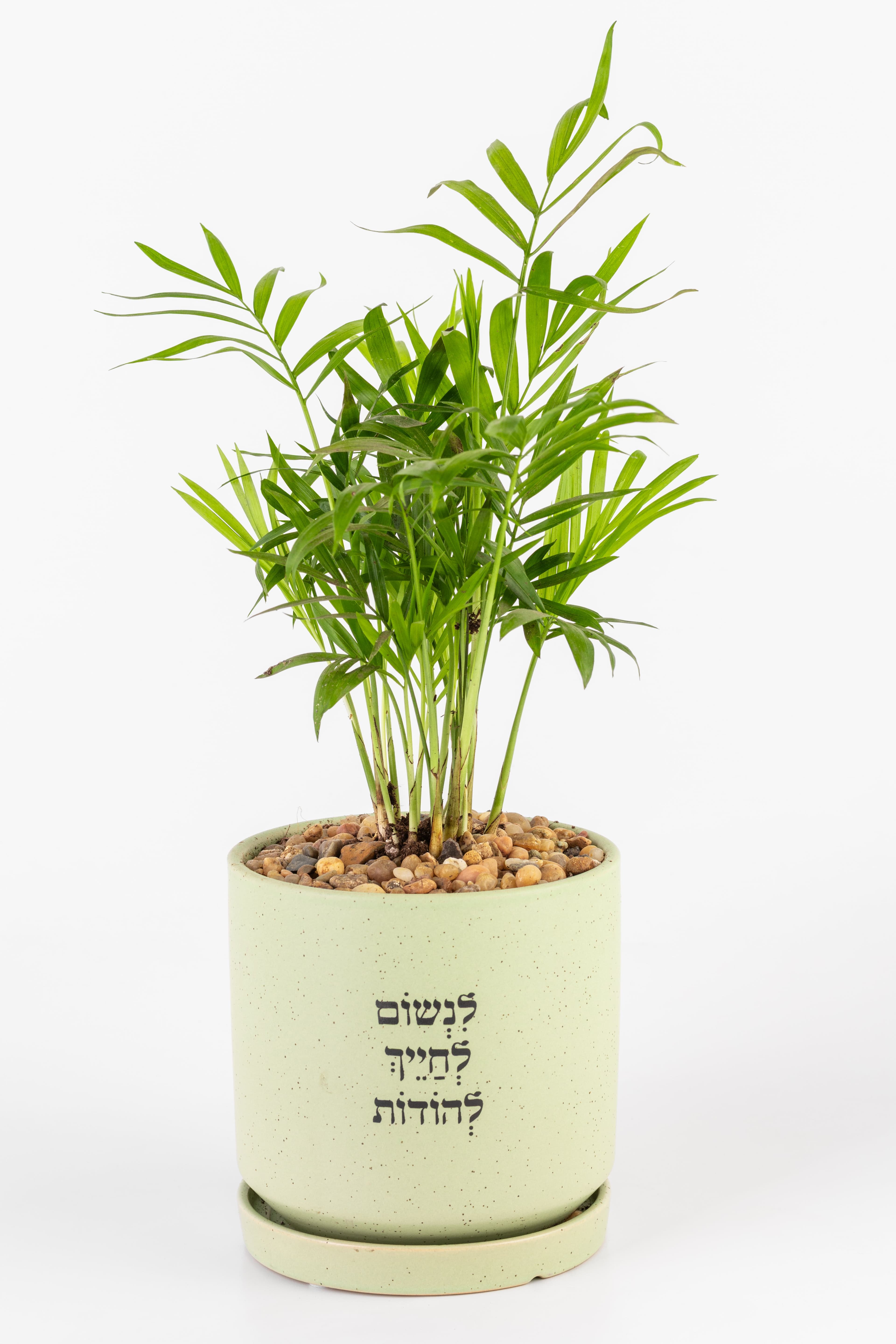 לנשום לחייך להודות