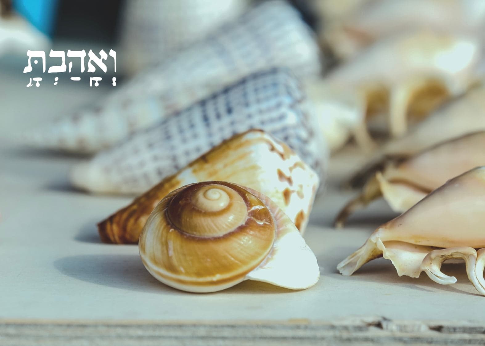 ואהבת