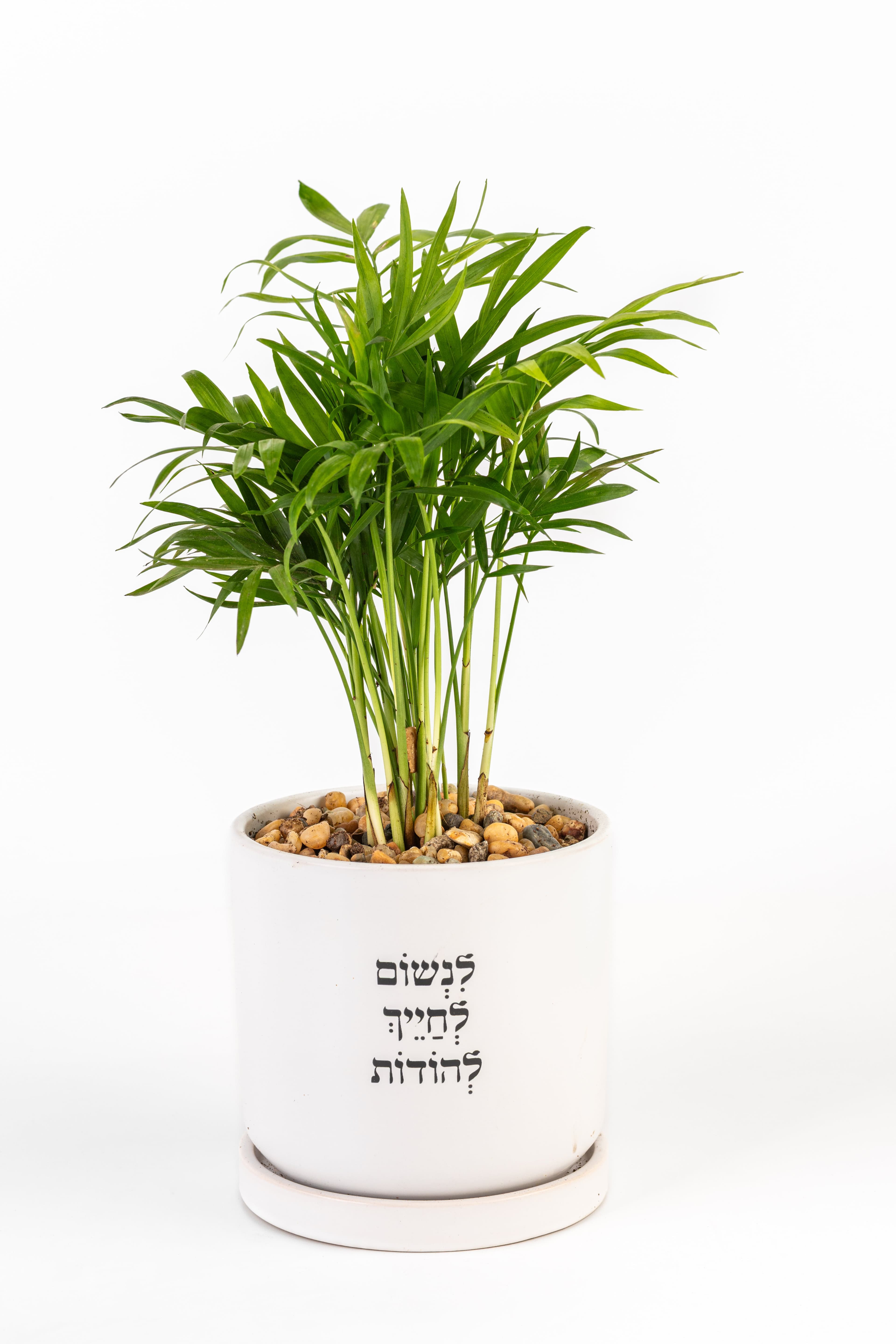 לנשום לחייך להודות 1