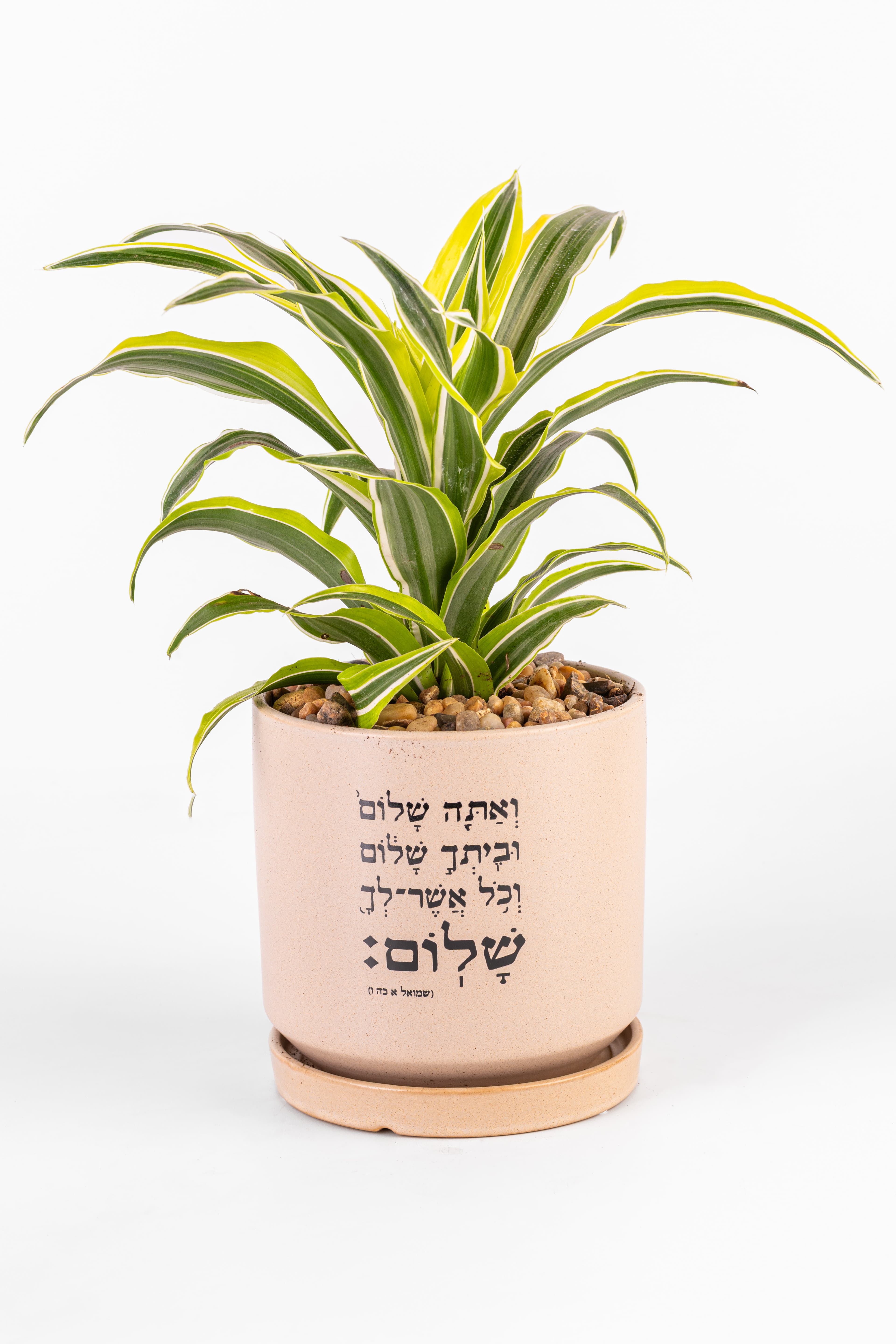 אתה שלום L