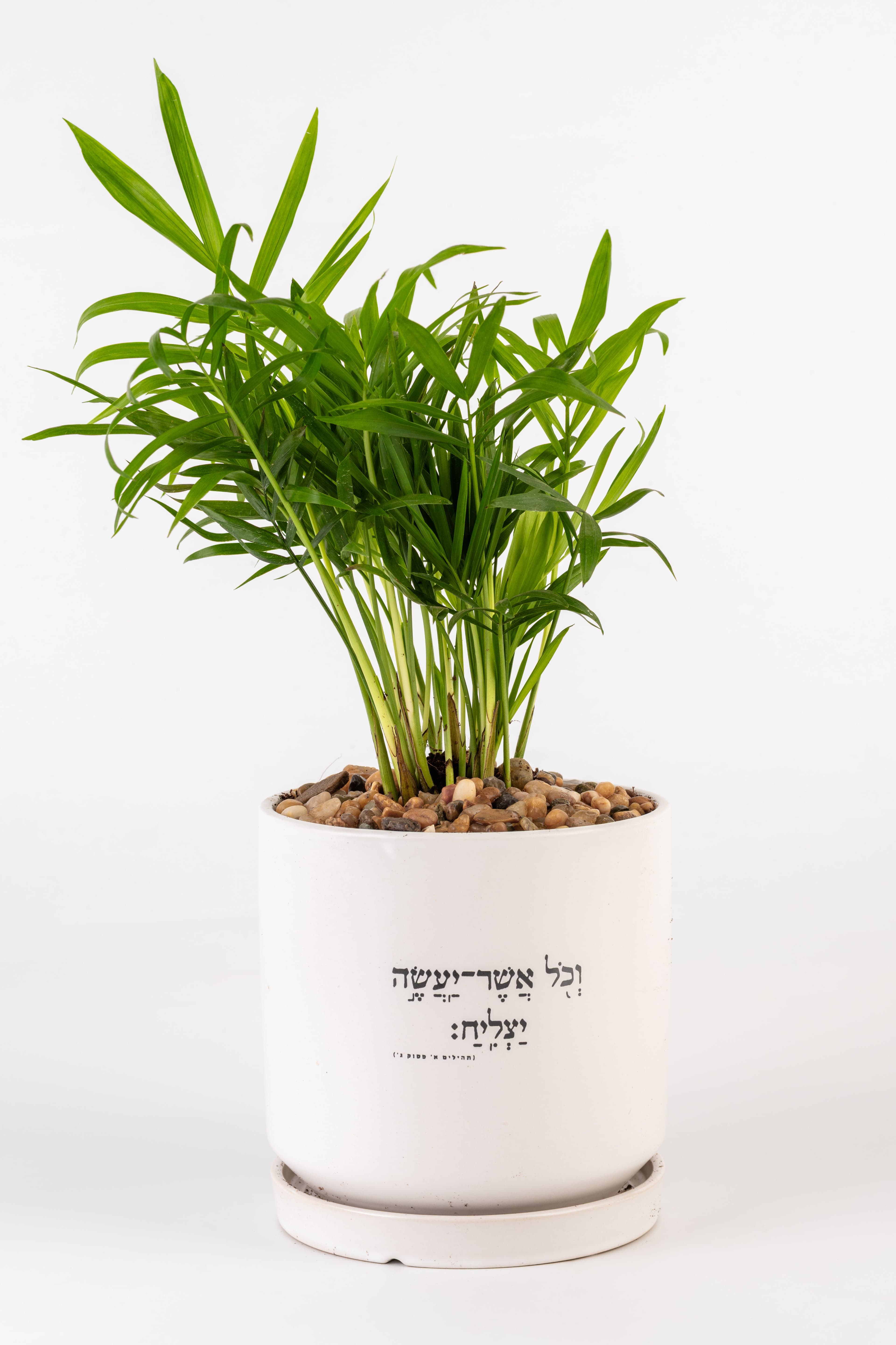 וכל אשר יעשה יצליח 1