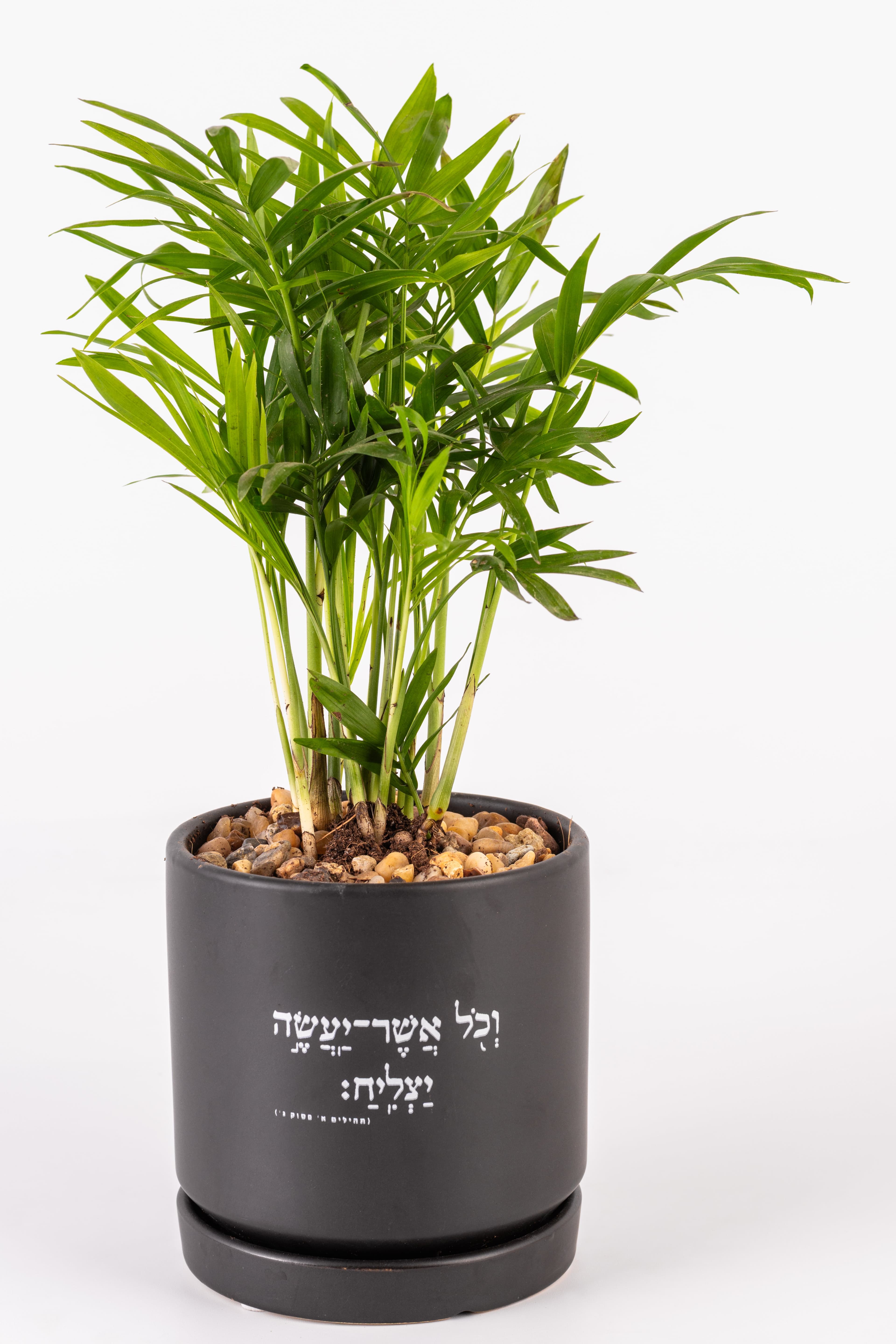 וכל אשר יעשה יצליח 1