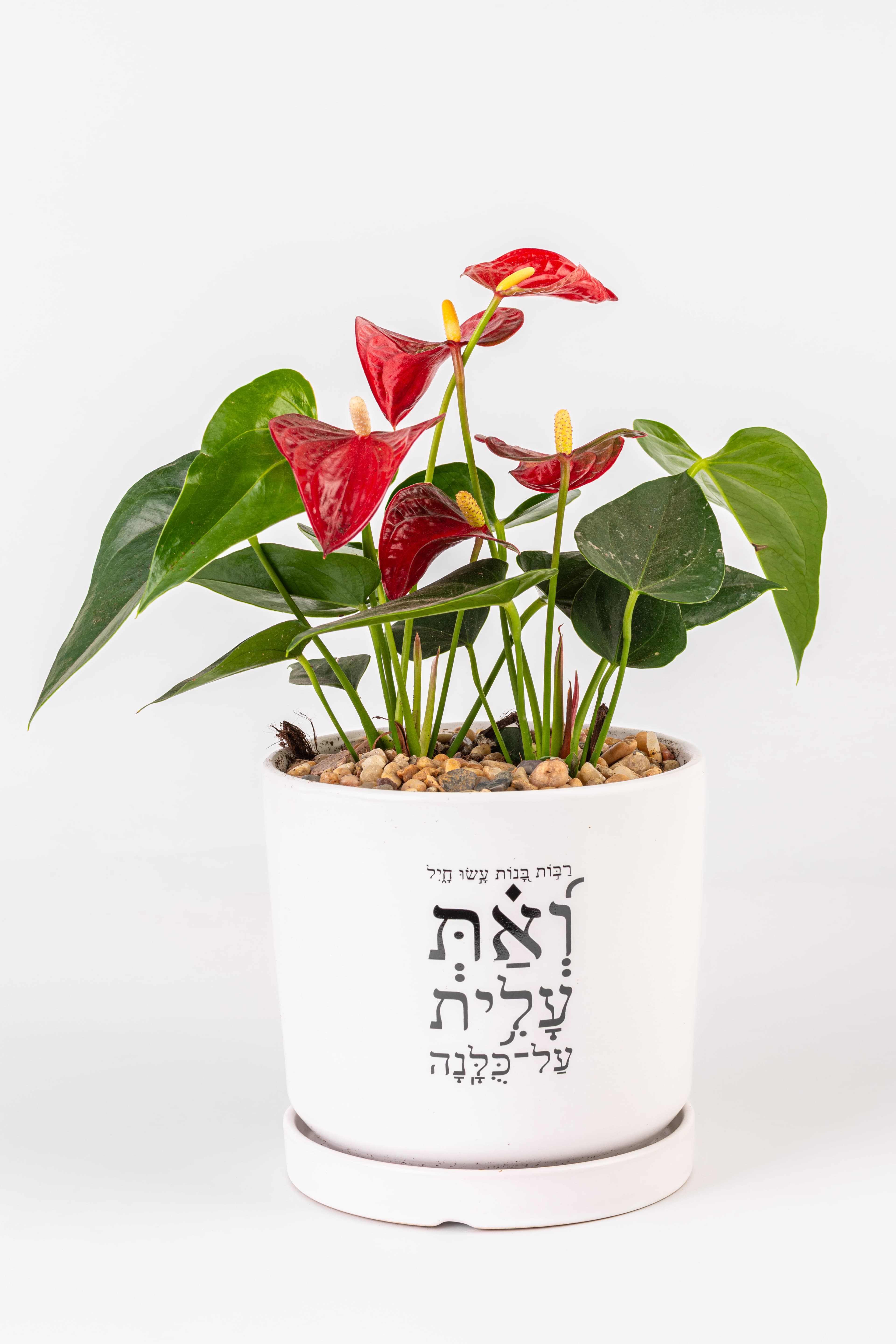 ואת עלית על כולנה