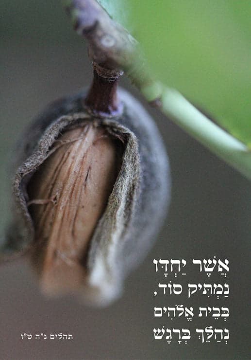 אשר יחדיו נמתיק סוד 1