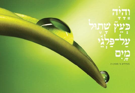 והיה כעץ שתול