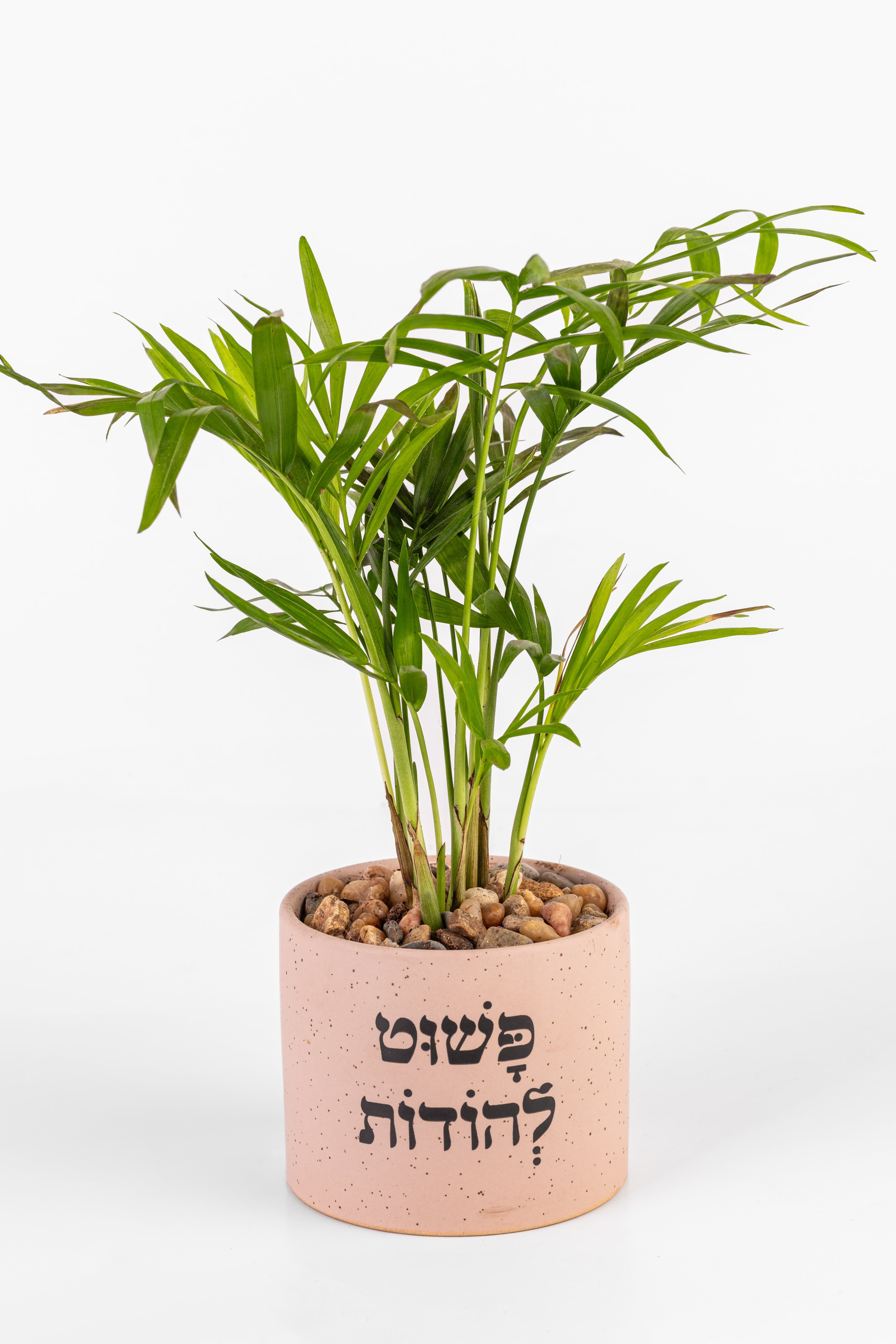 פשוט להודות 1