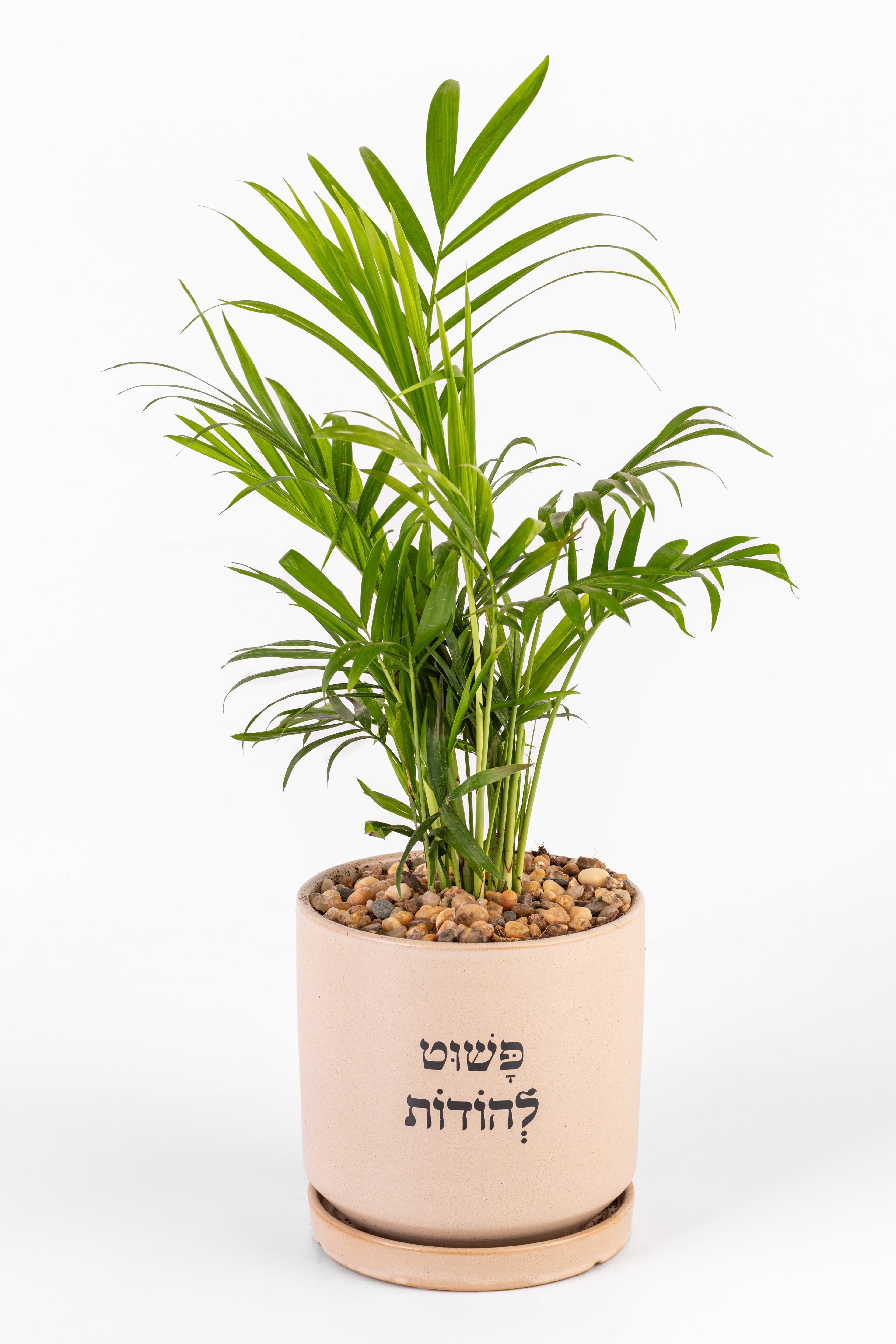 פשוט להודות 1