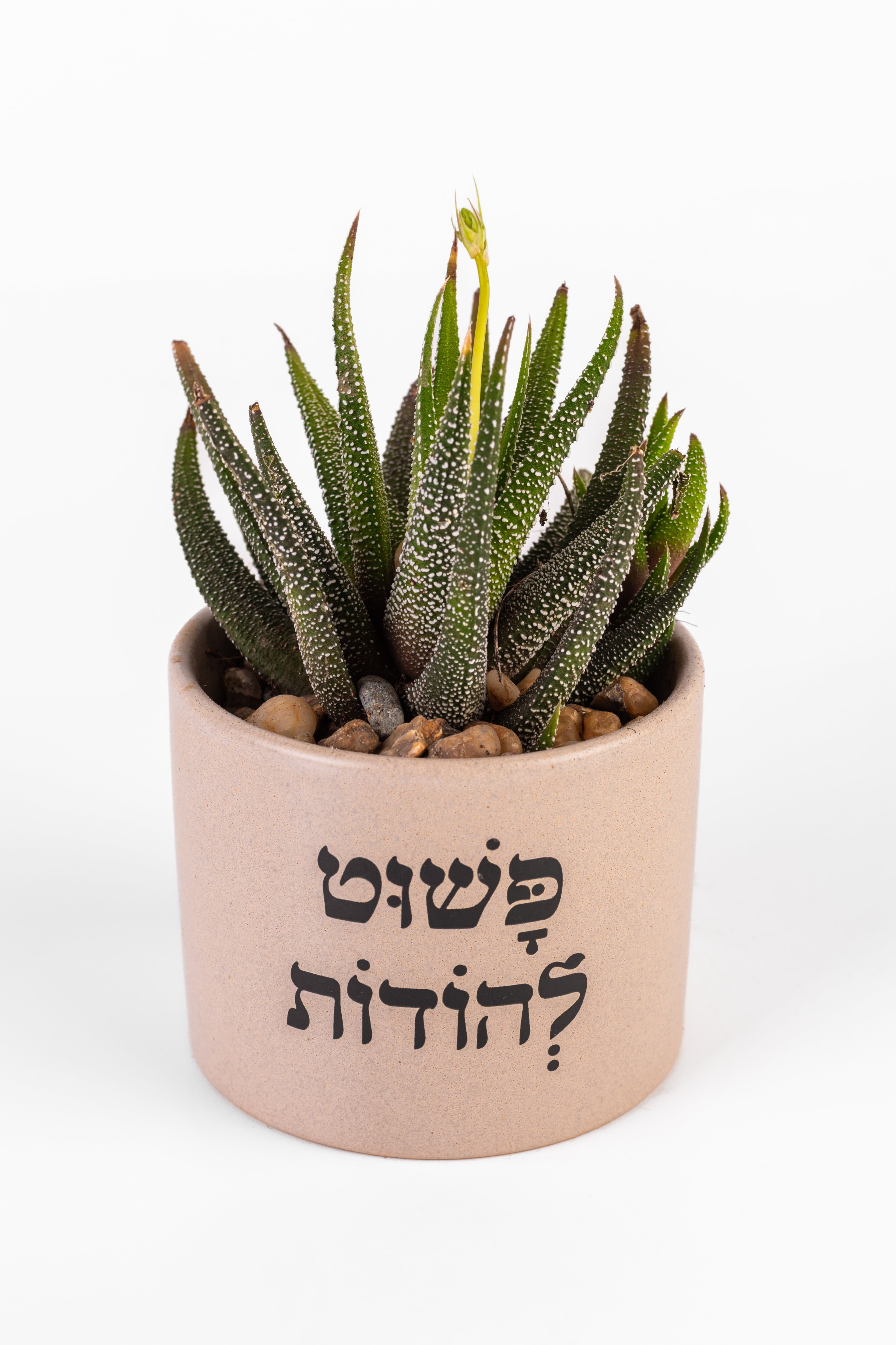 פשוט להודות 1