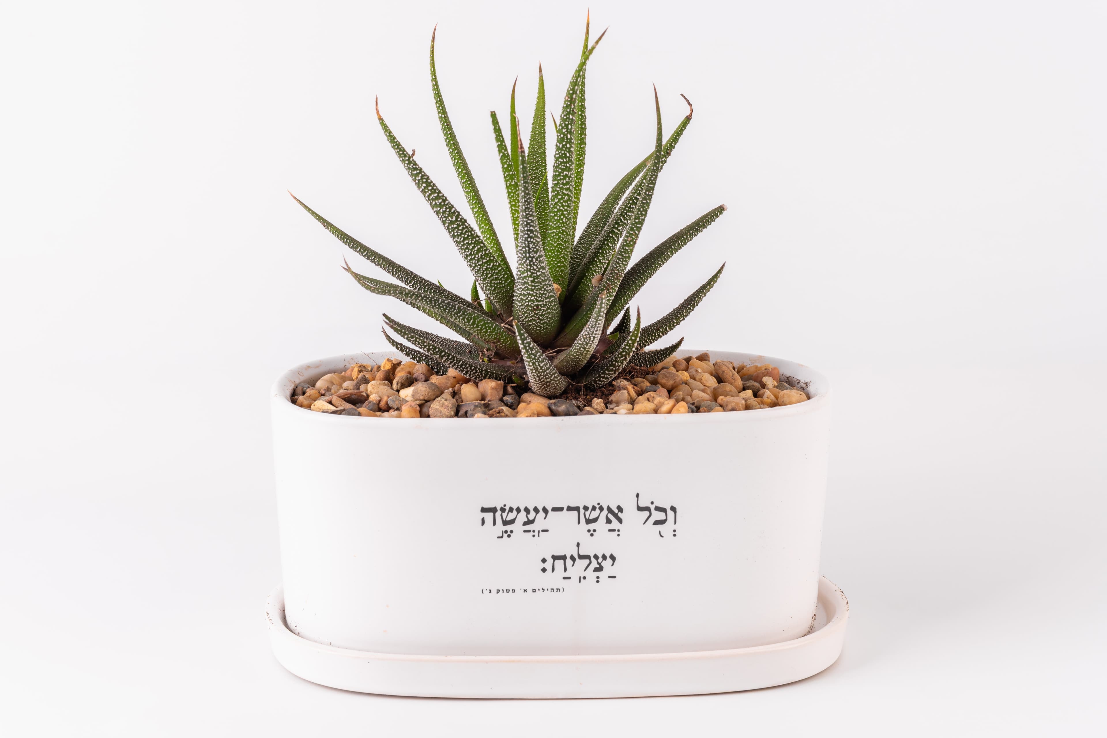 וכל אשר יעשה יצליח, אדנית