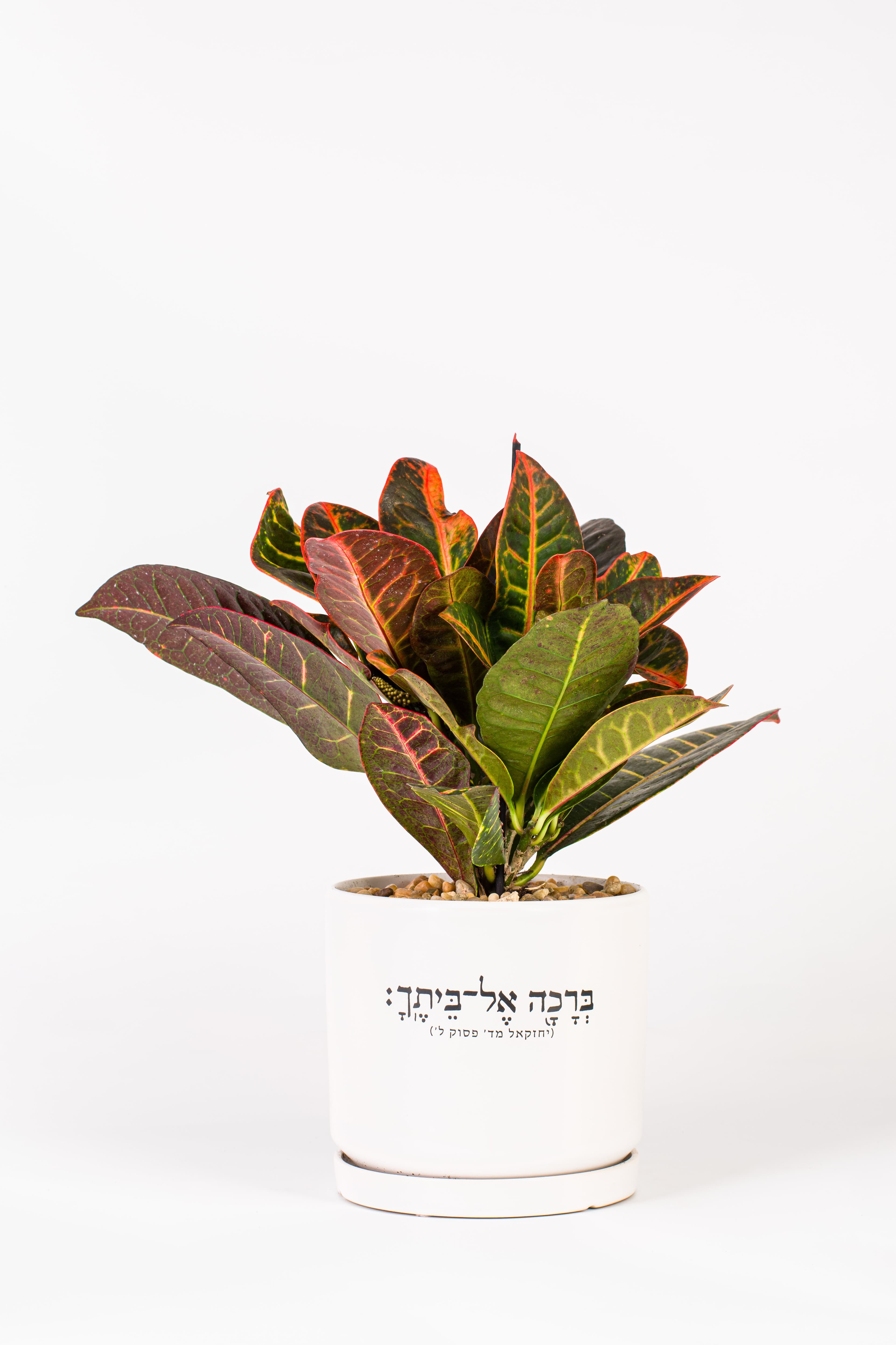 ברכה אל ביתך 1